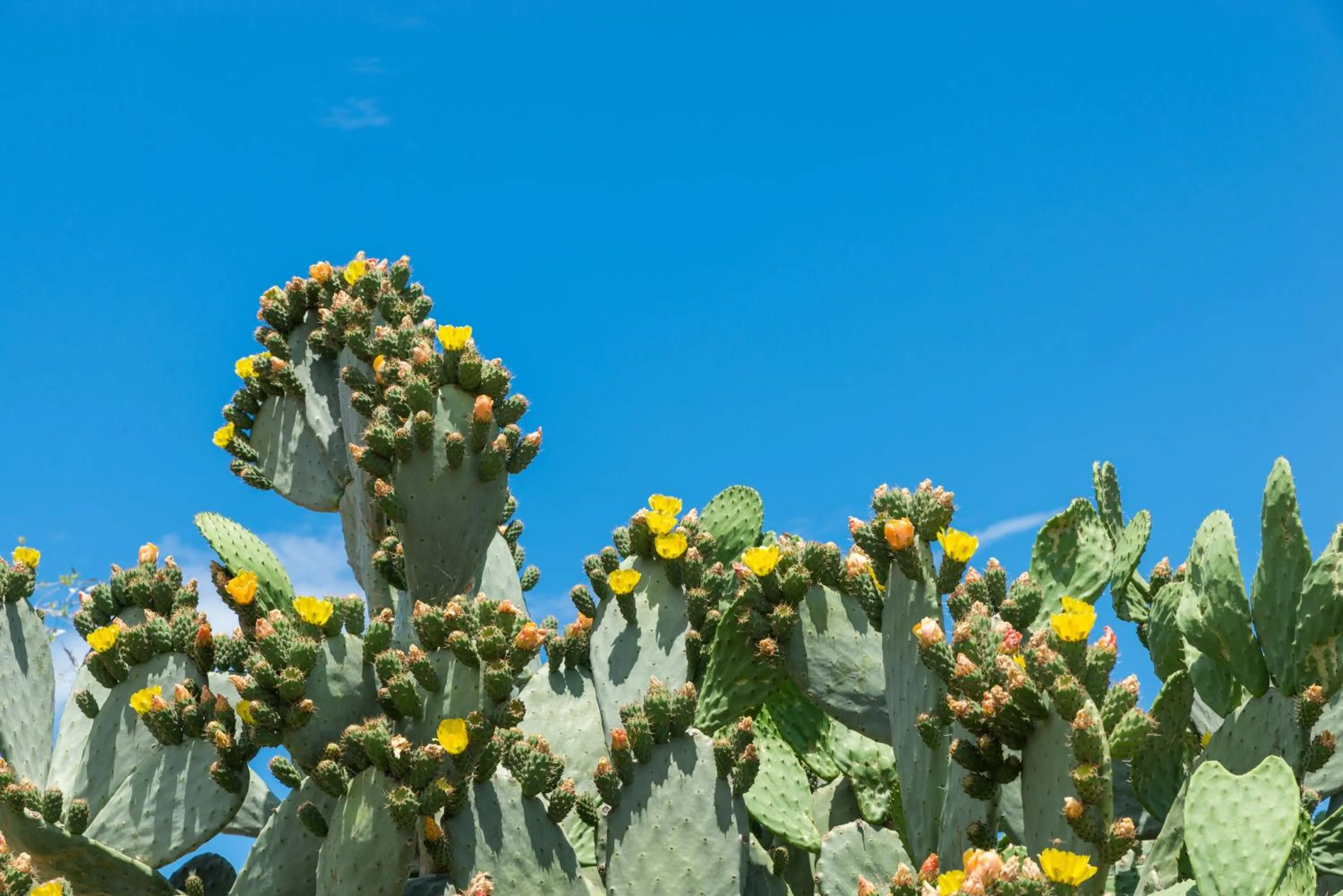 Piccolo Hotel Villa Rosa