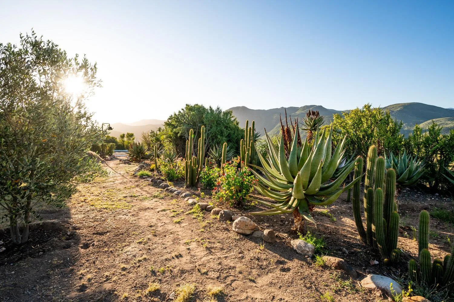 Garden in Le Petit Karoo