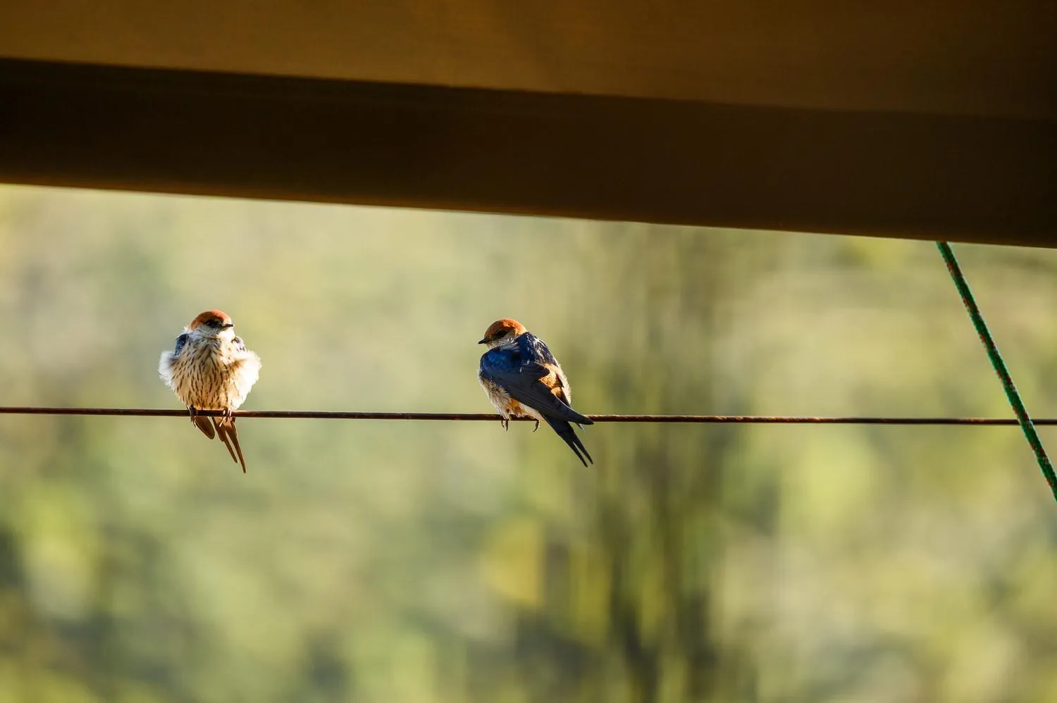 Bird's eye view in Le Petit Karoo