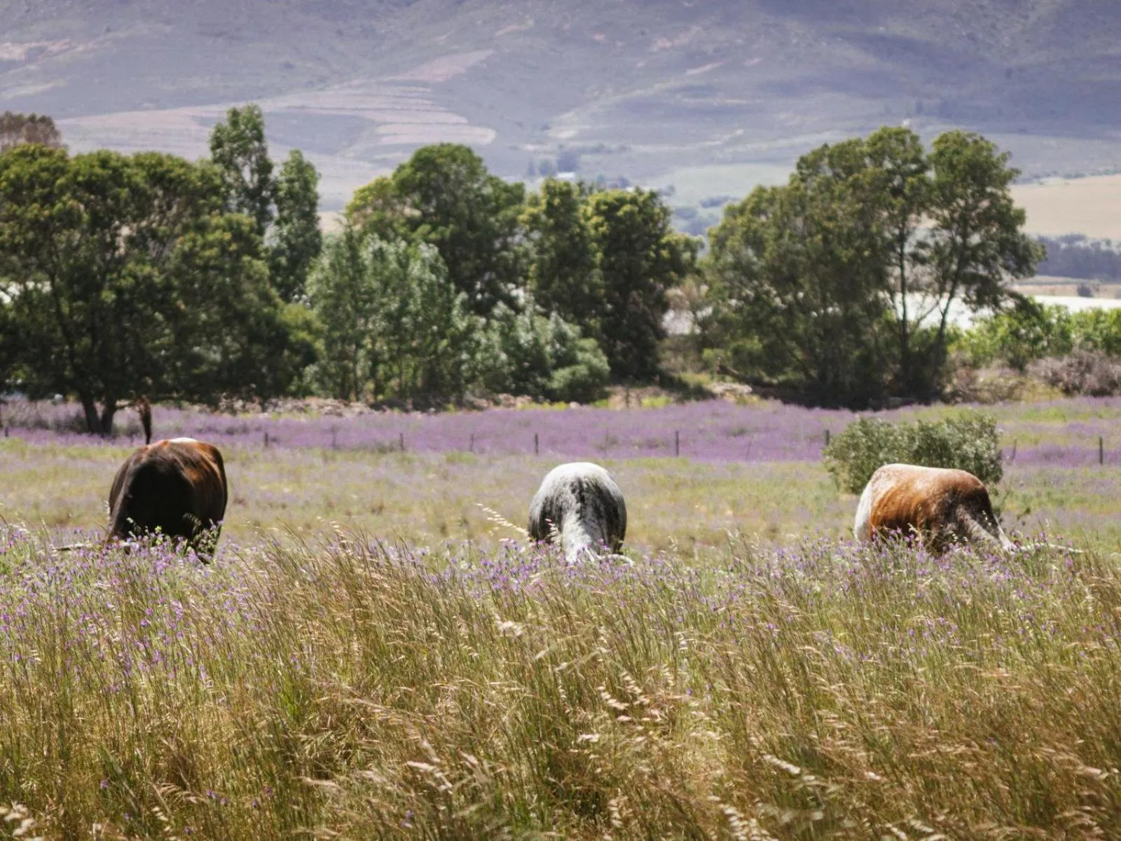 Natural landscape in Duikersdrift Winelands Country Escape