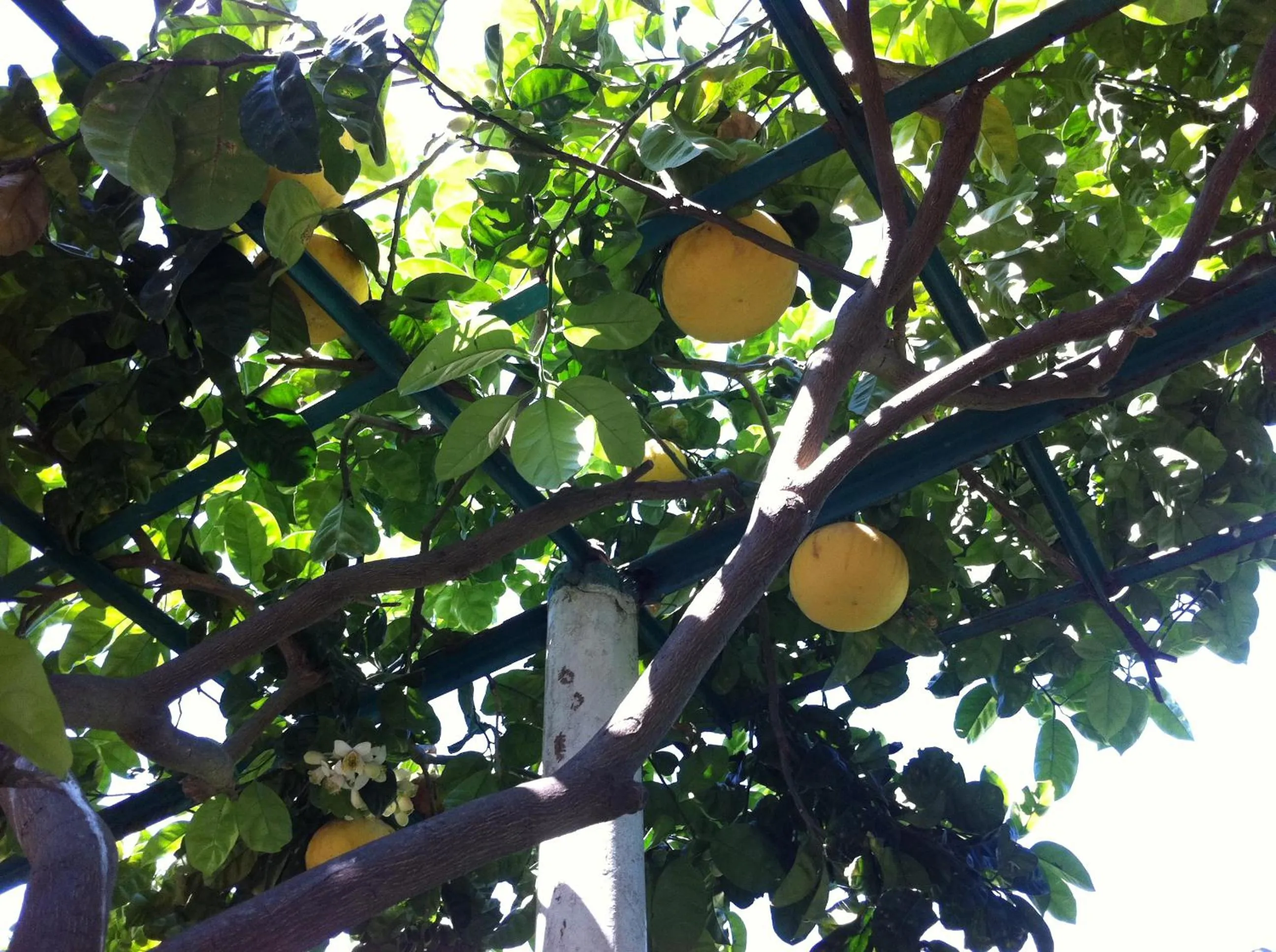 Garden in Hotel & Residence Matarese
