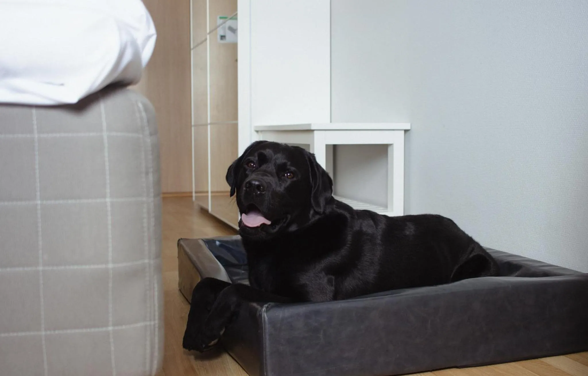 Pets in Hornavan Hotell