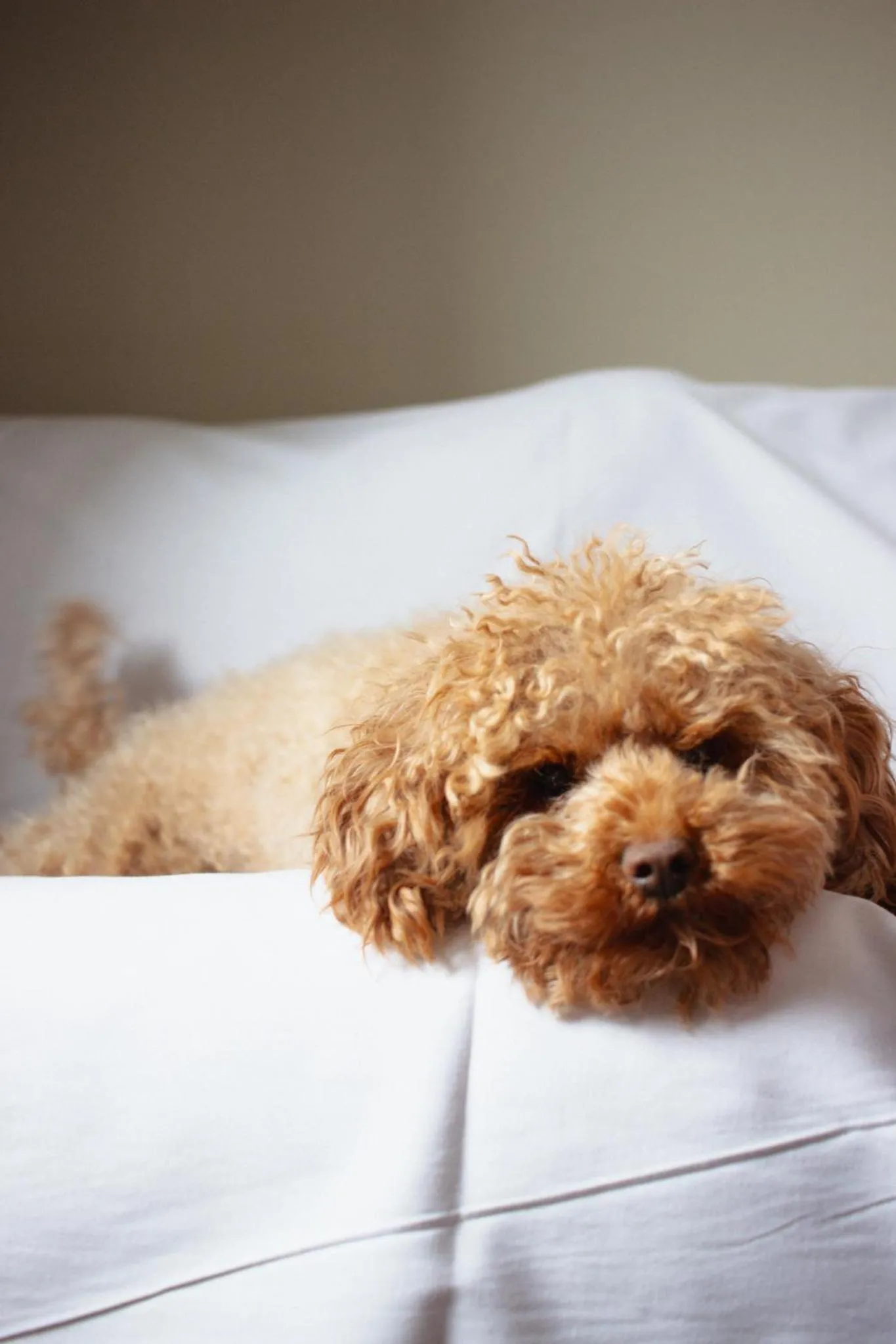 Pets, Bed in Hornavan Hotell