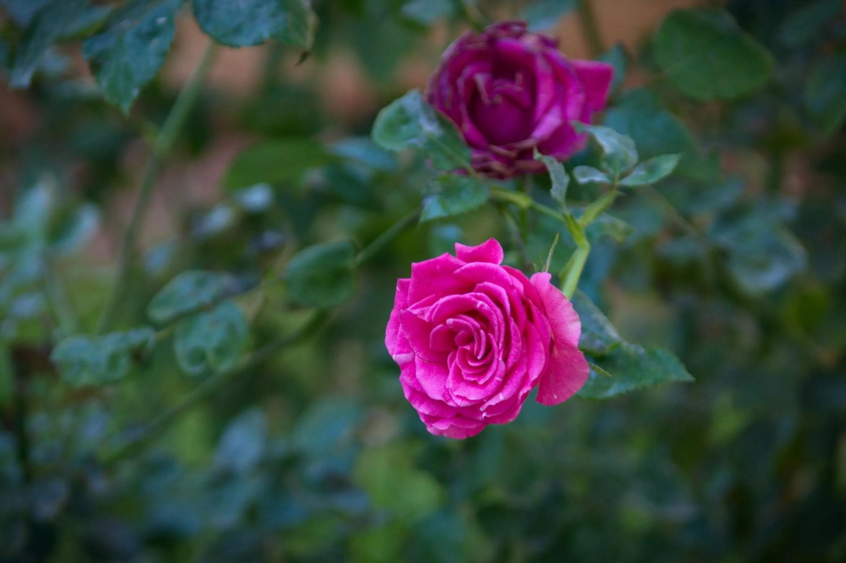 Garden in Riad Raouia HAMMAM & SPA
