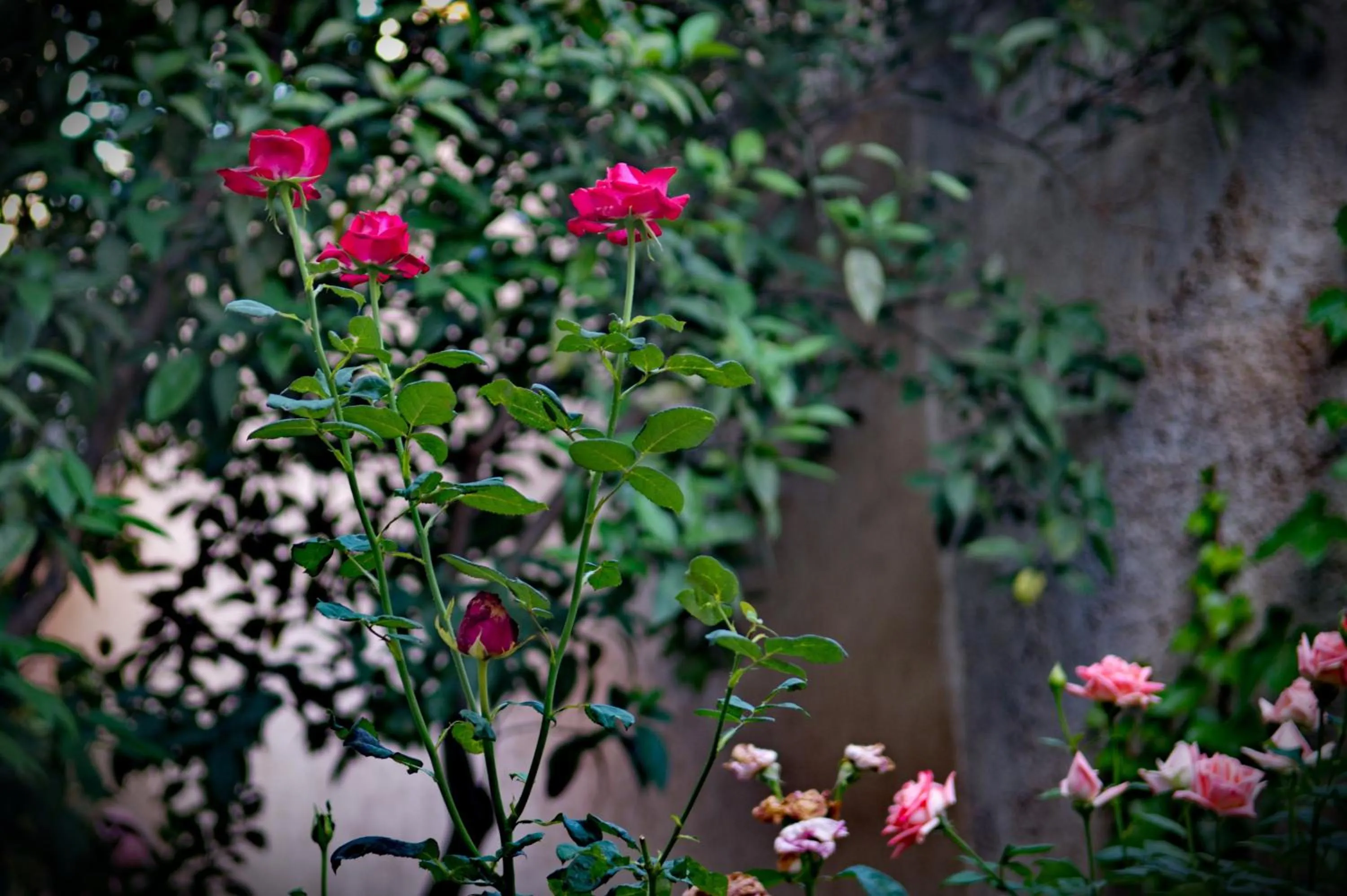 Garden in Riad Raouia HAMMAM & SPA