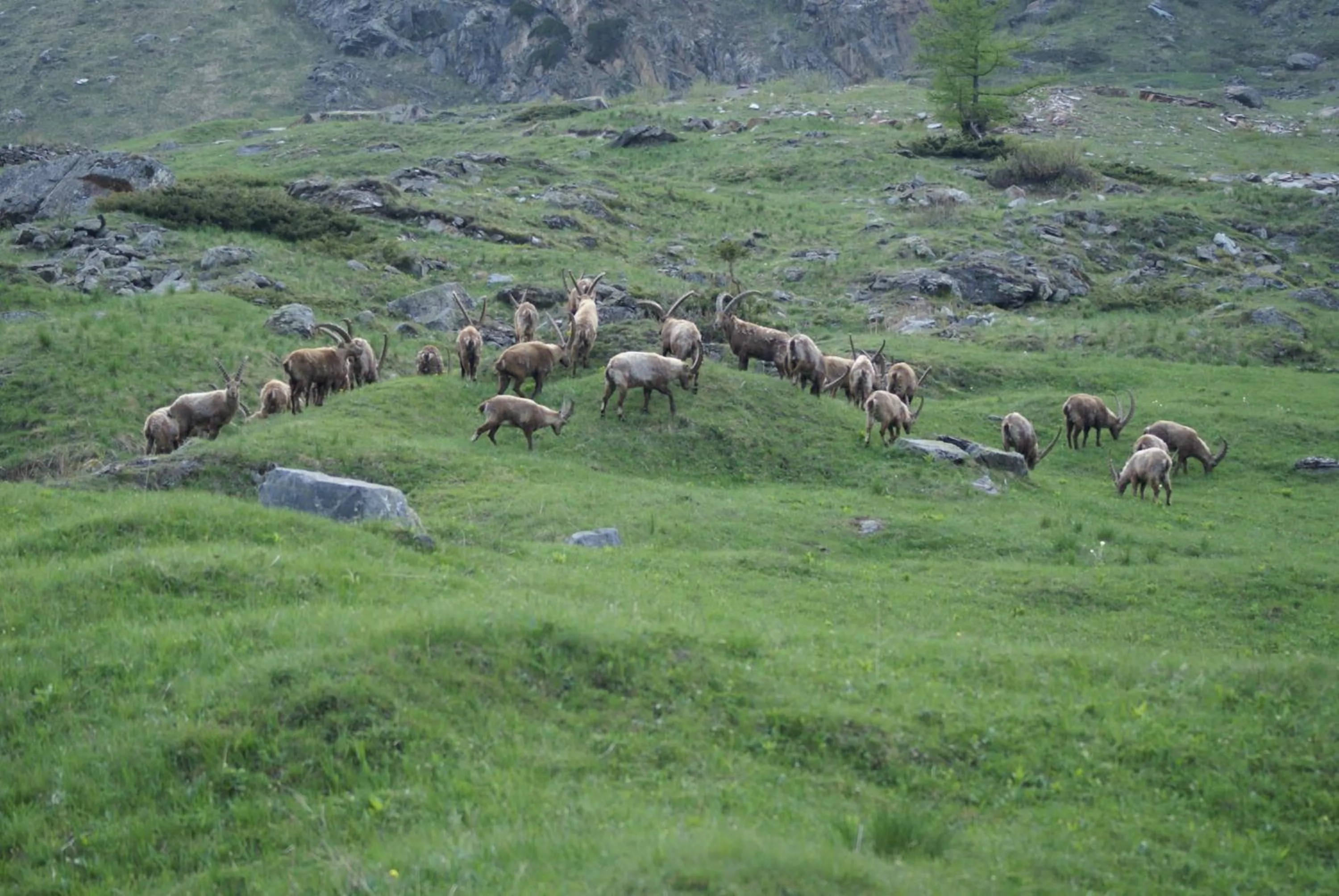 Hiking in Albergo Boule de Neige