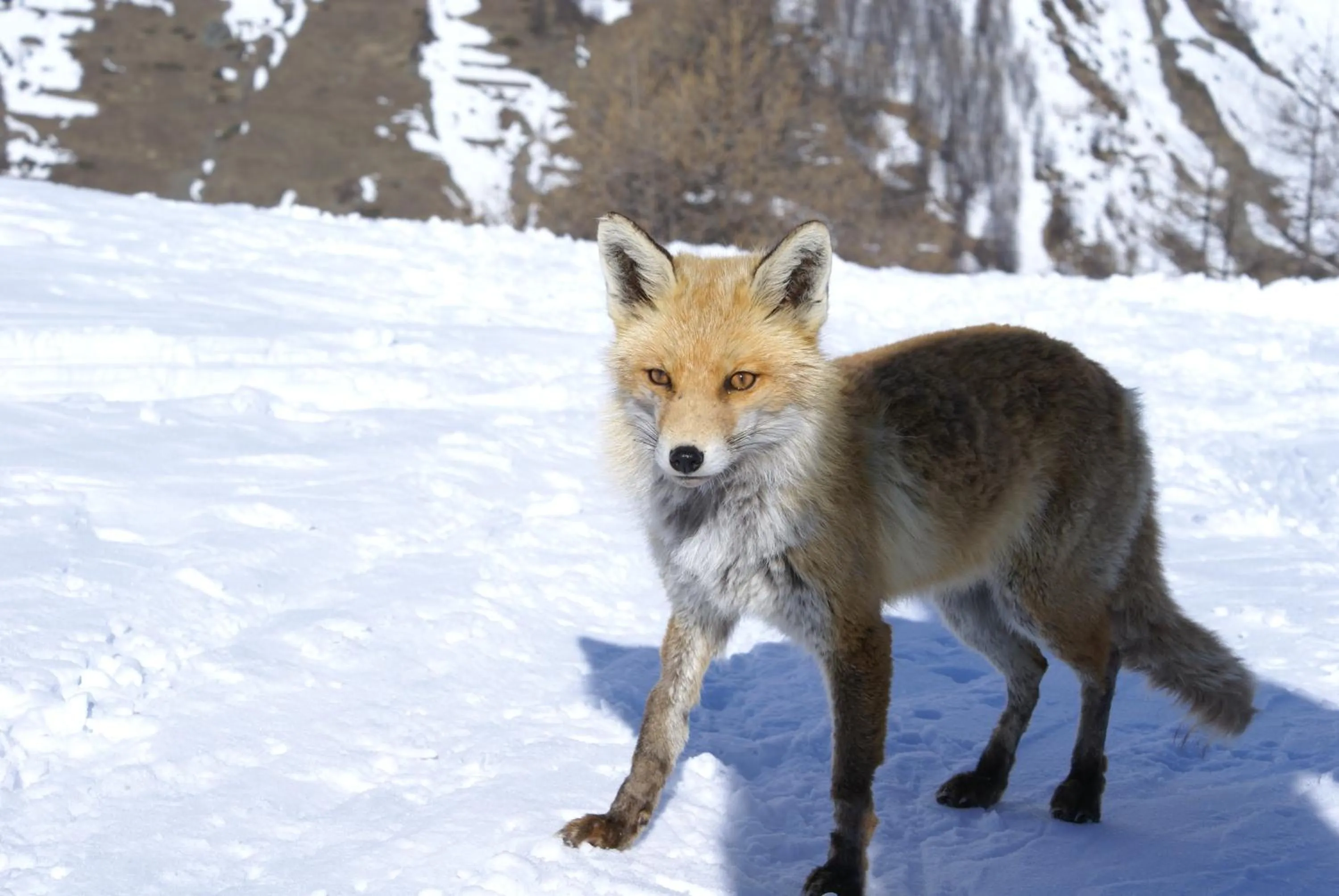 Hiking in Albergo Boule de Neige