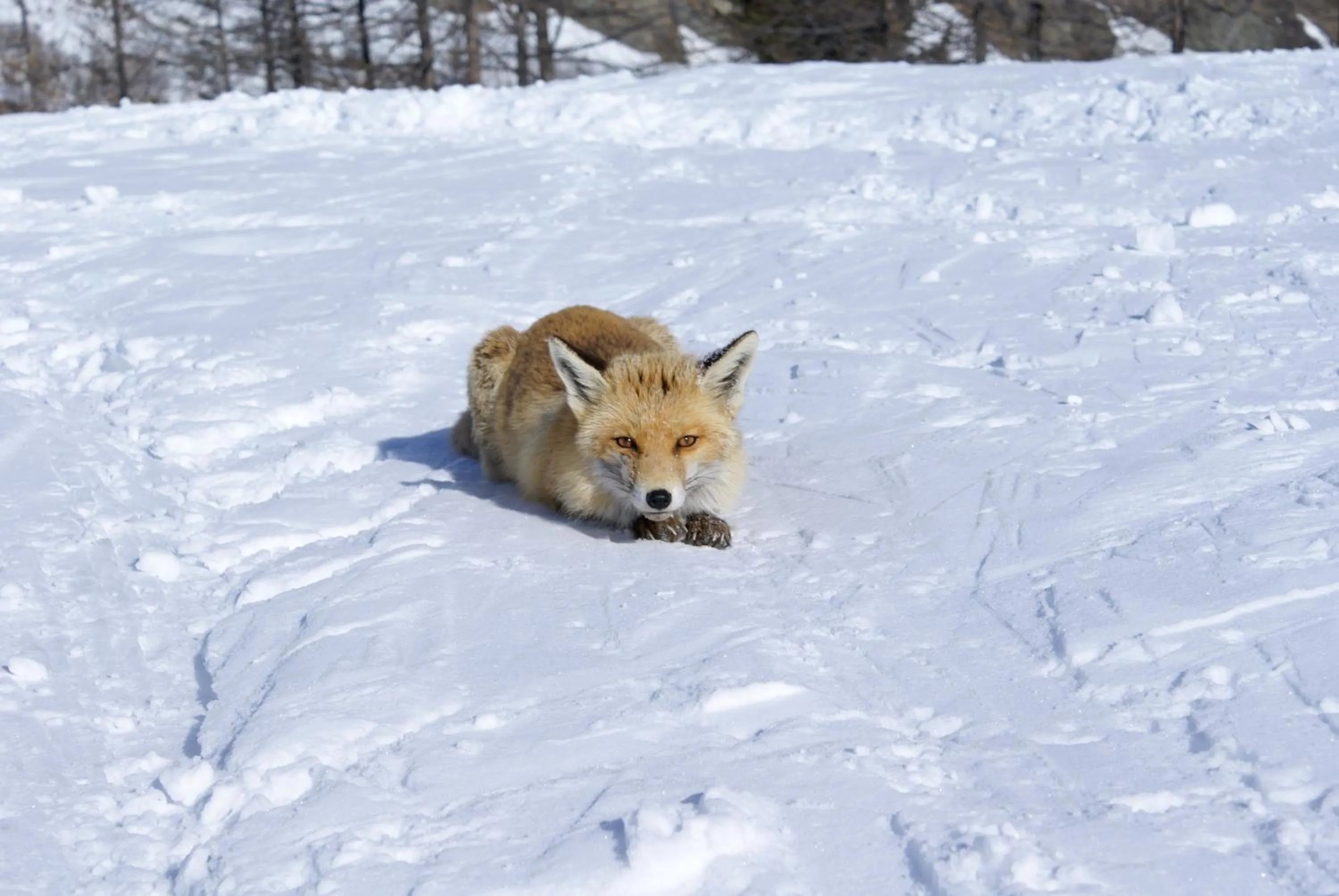 Hiking in Albergo Boule de Neige