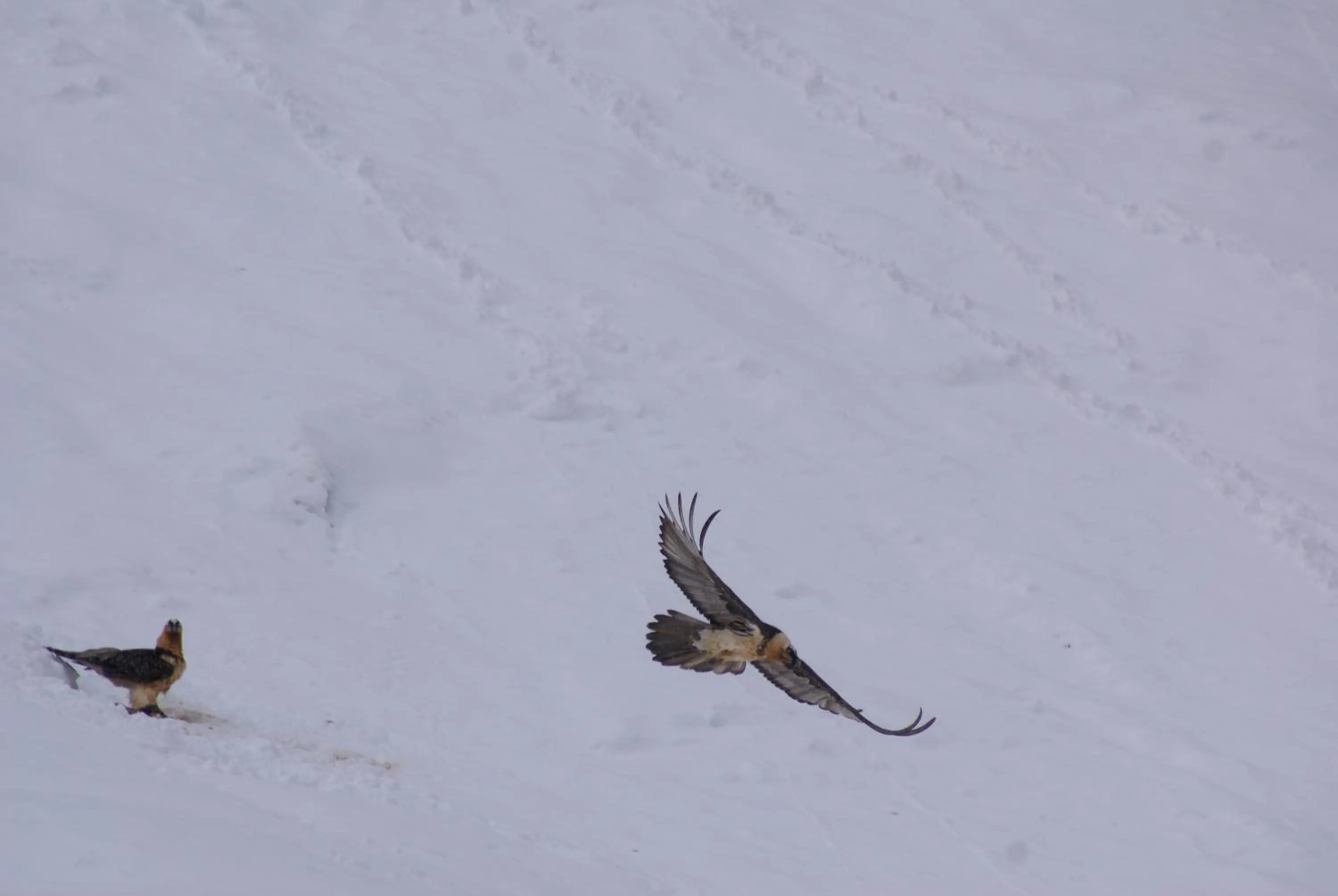 Hiking in Albergo Boule de Neige
