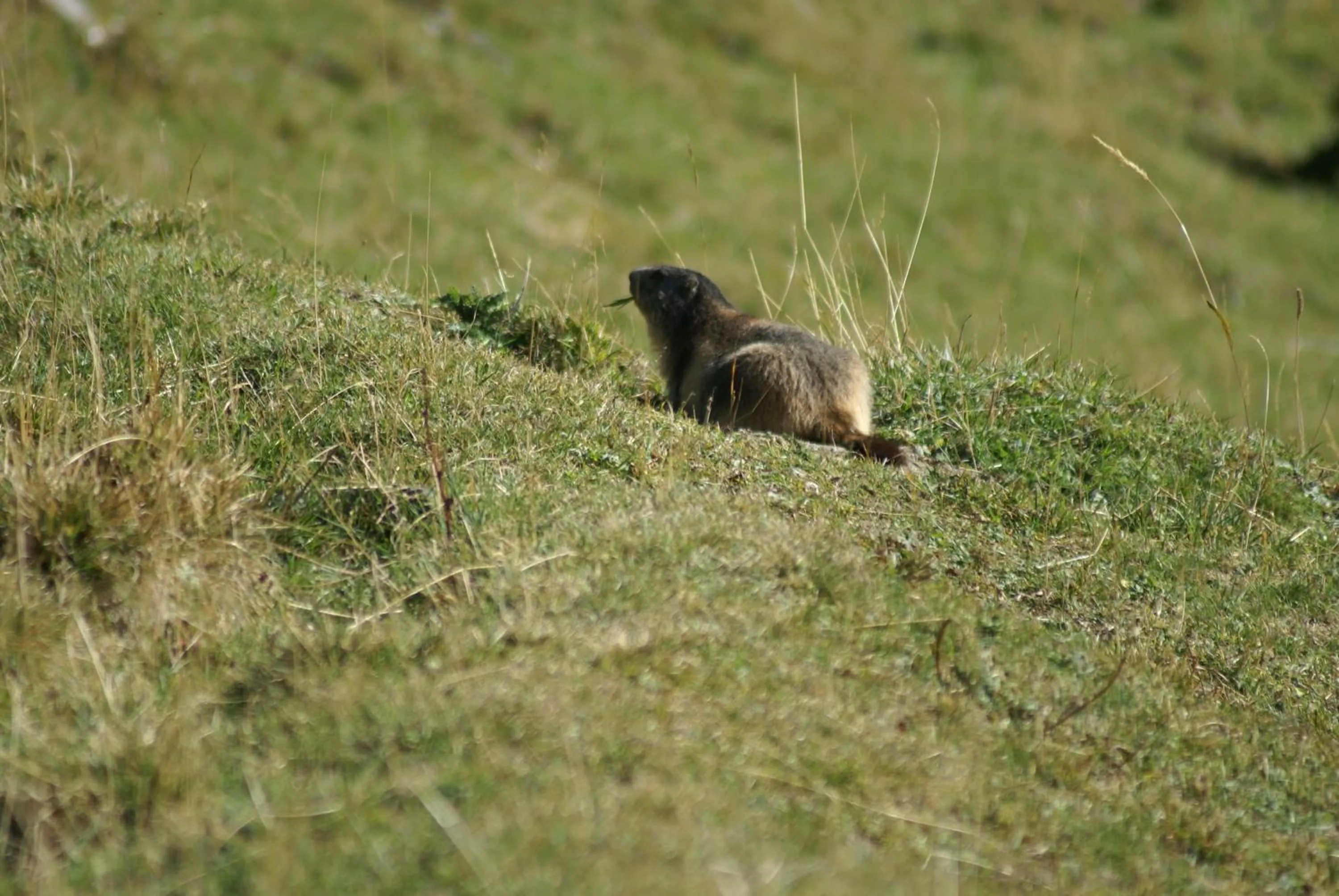 Animals in Albergo Boule de Neige