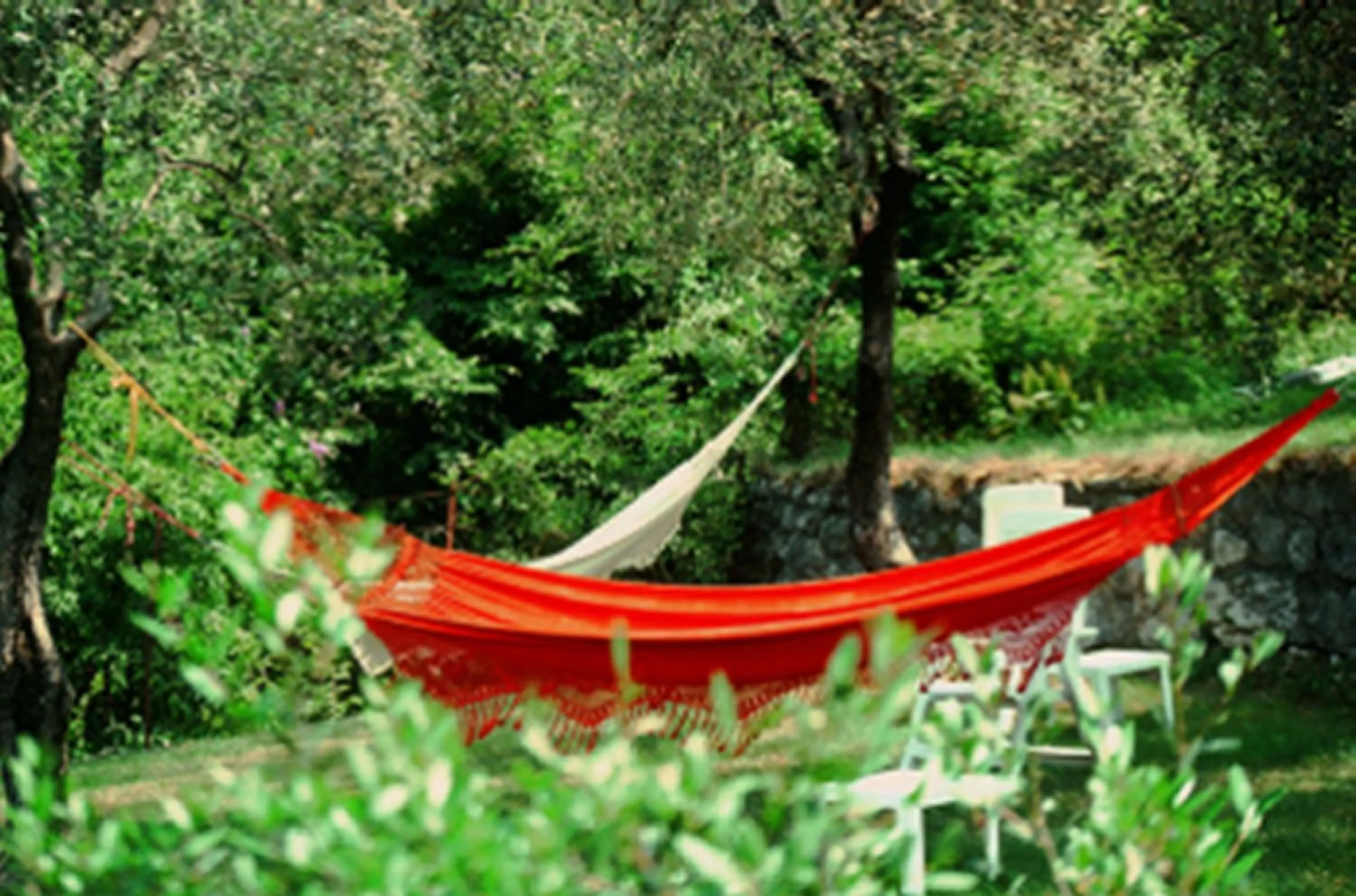 Garden in Hotel Oasi Beach