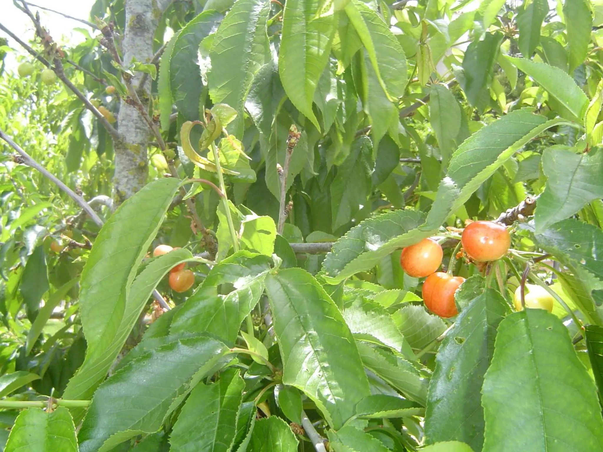 Garden in Quinta dos Oliveiras