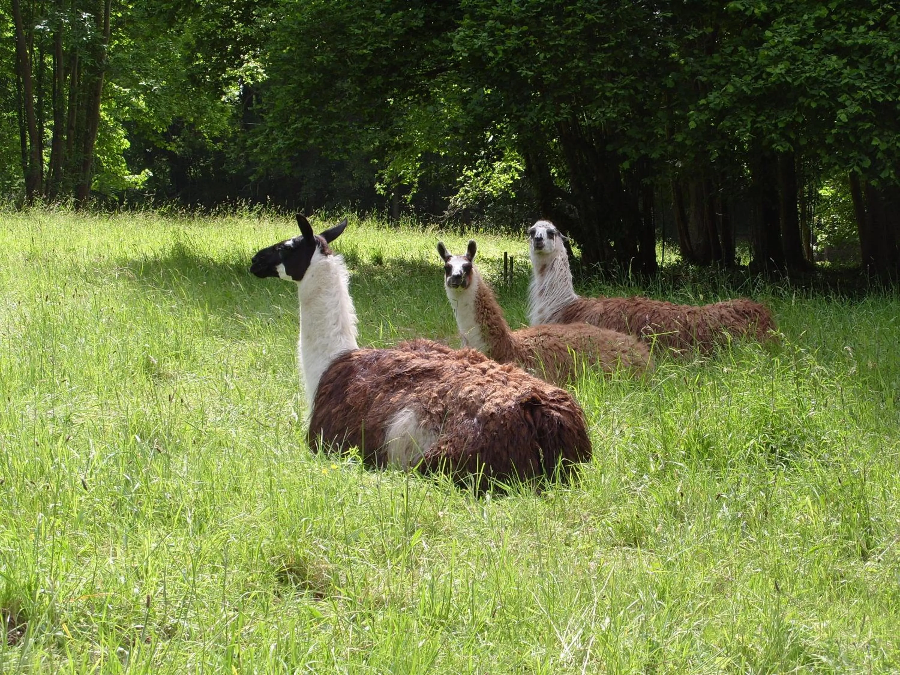 Animals in Chateau de Canisy