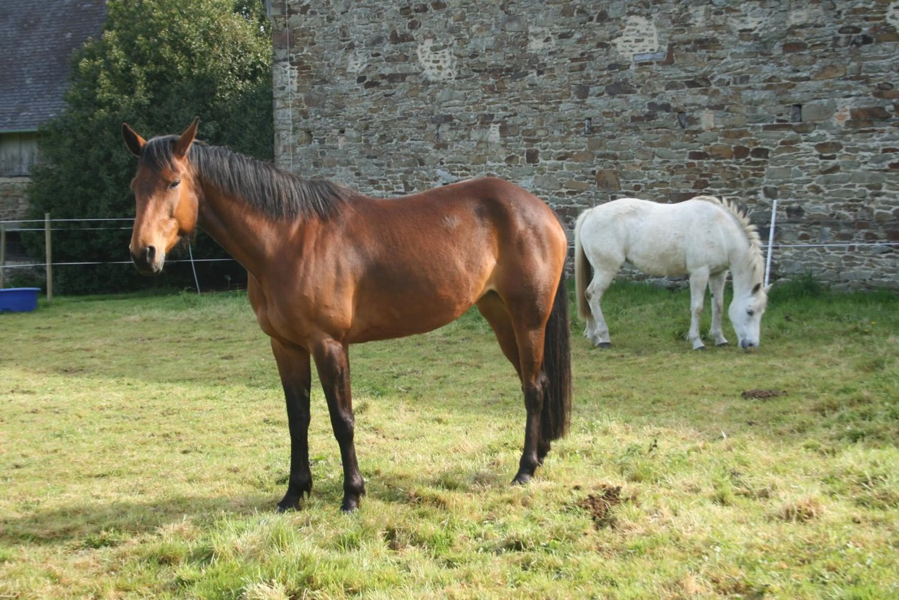 Animals in Chateau de Canisy