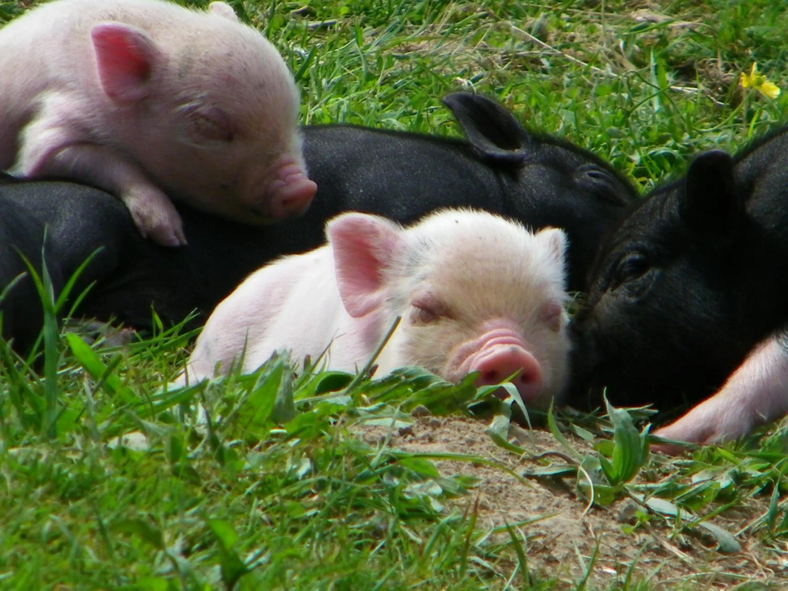 Animals in Chateau de Canisy