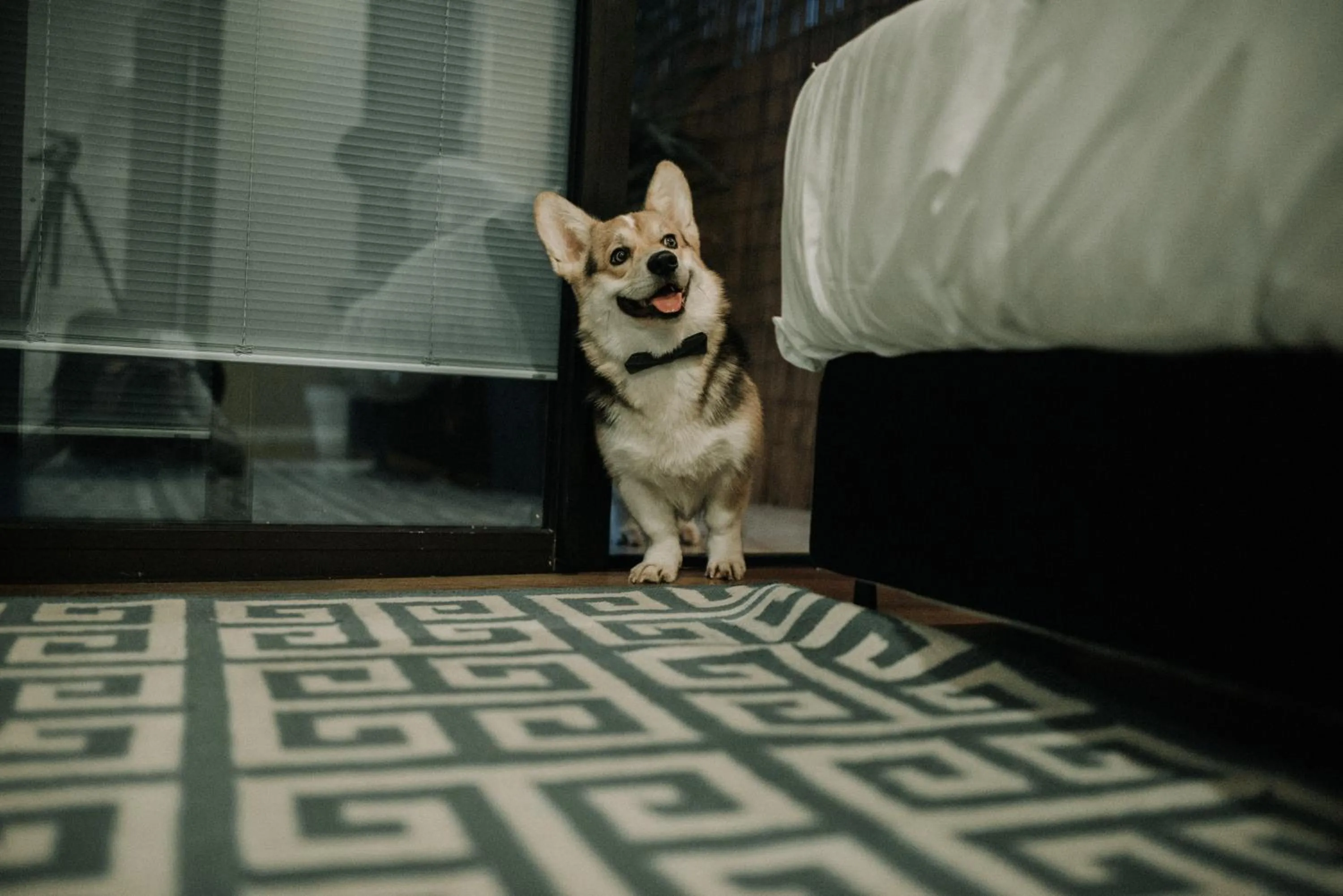 Pets in Villa Rothschild by Zvieli Hotels