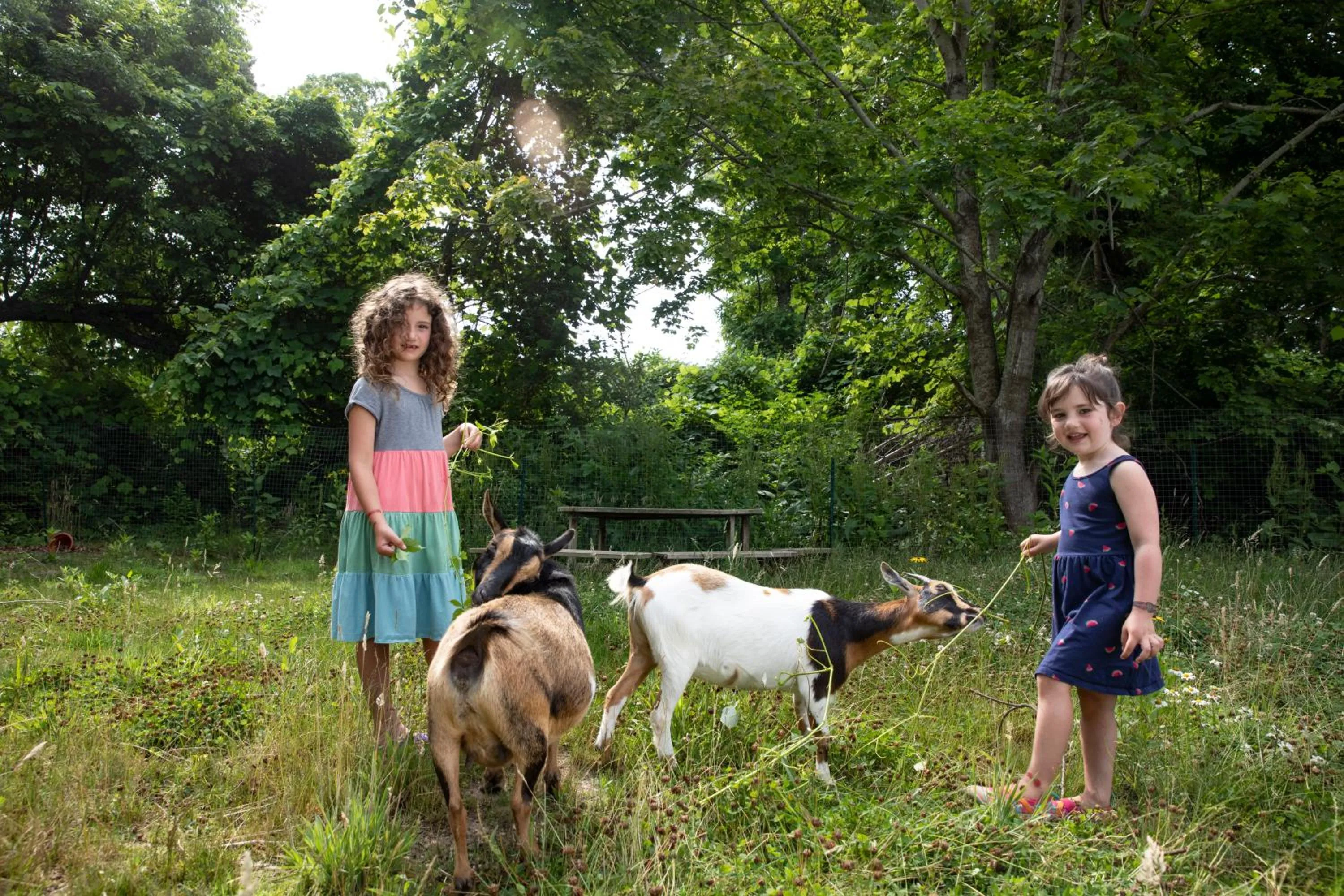 Animals in Sesuit Harbor House