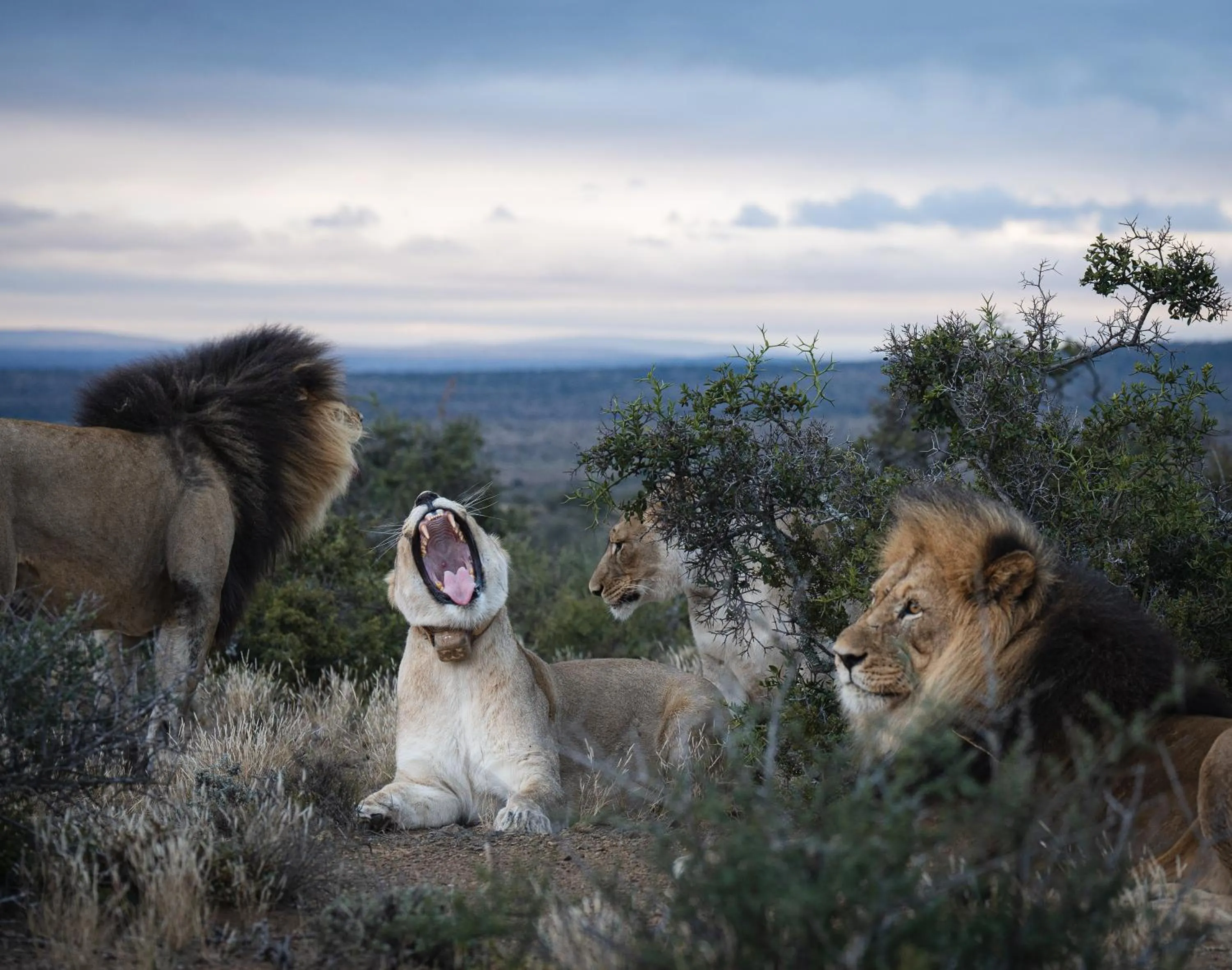 Animals in Kuzuko Lodge