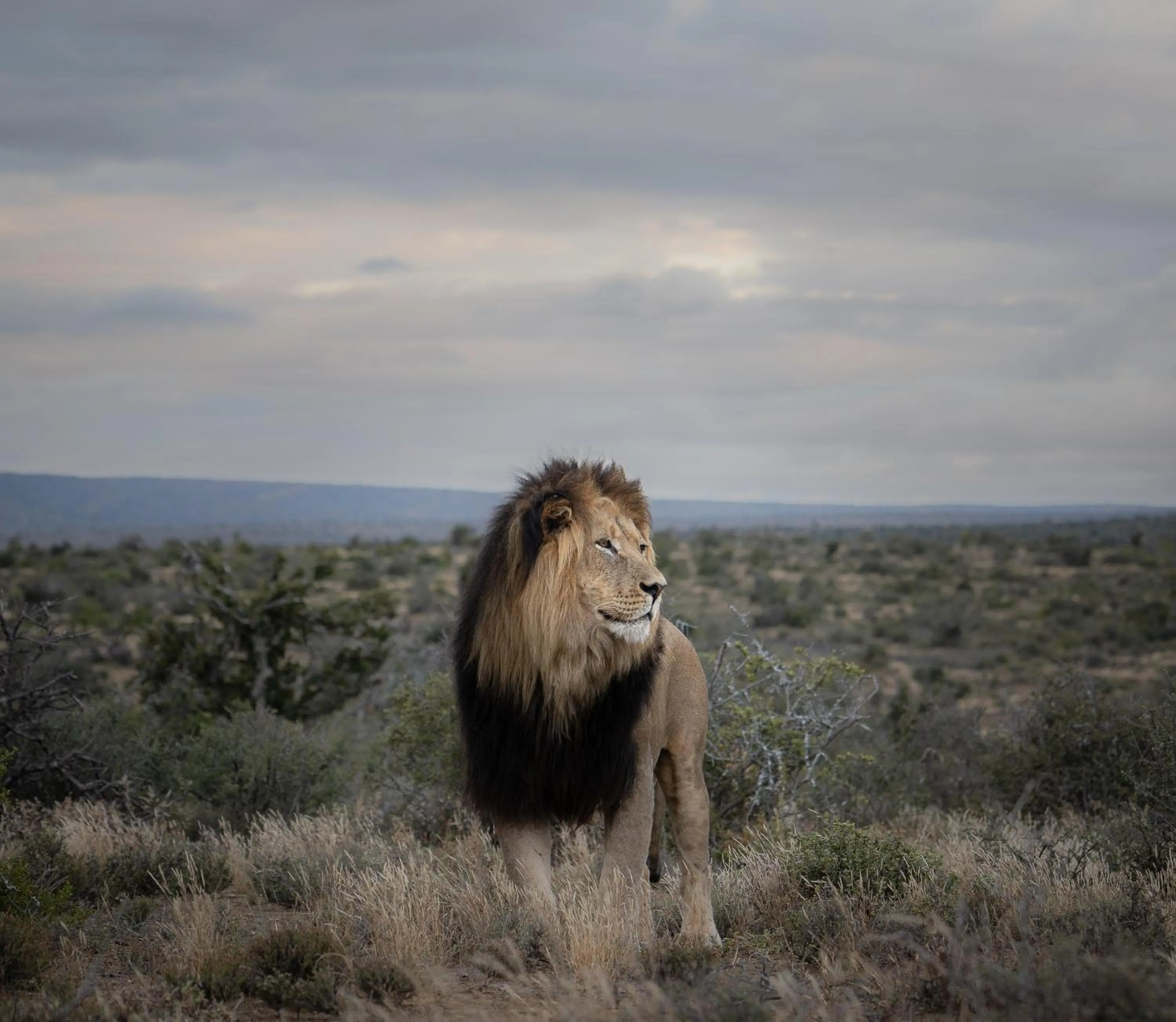 Animals in Kuzuko Lodge