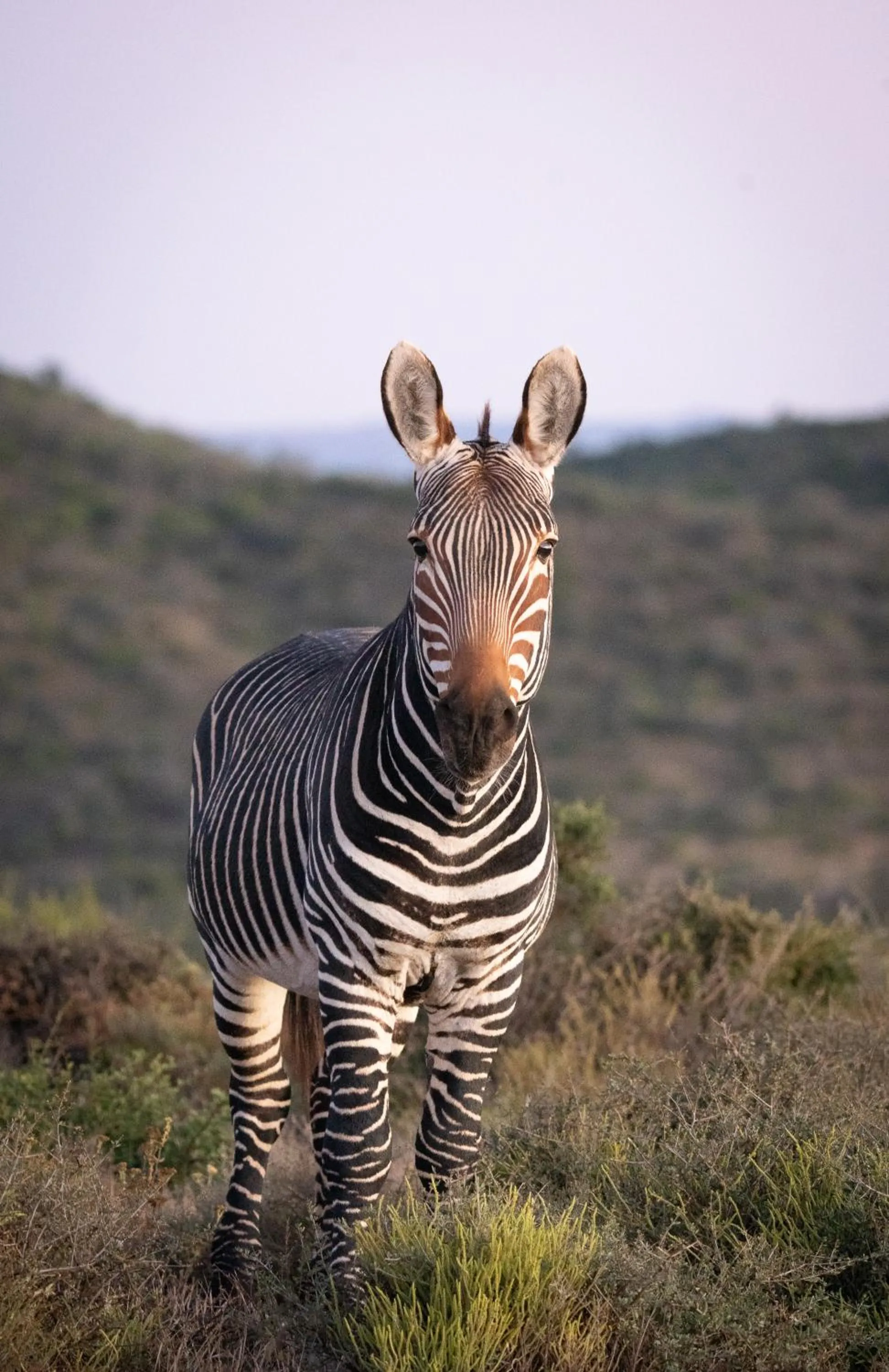 Animals in Kuzuko Lodge