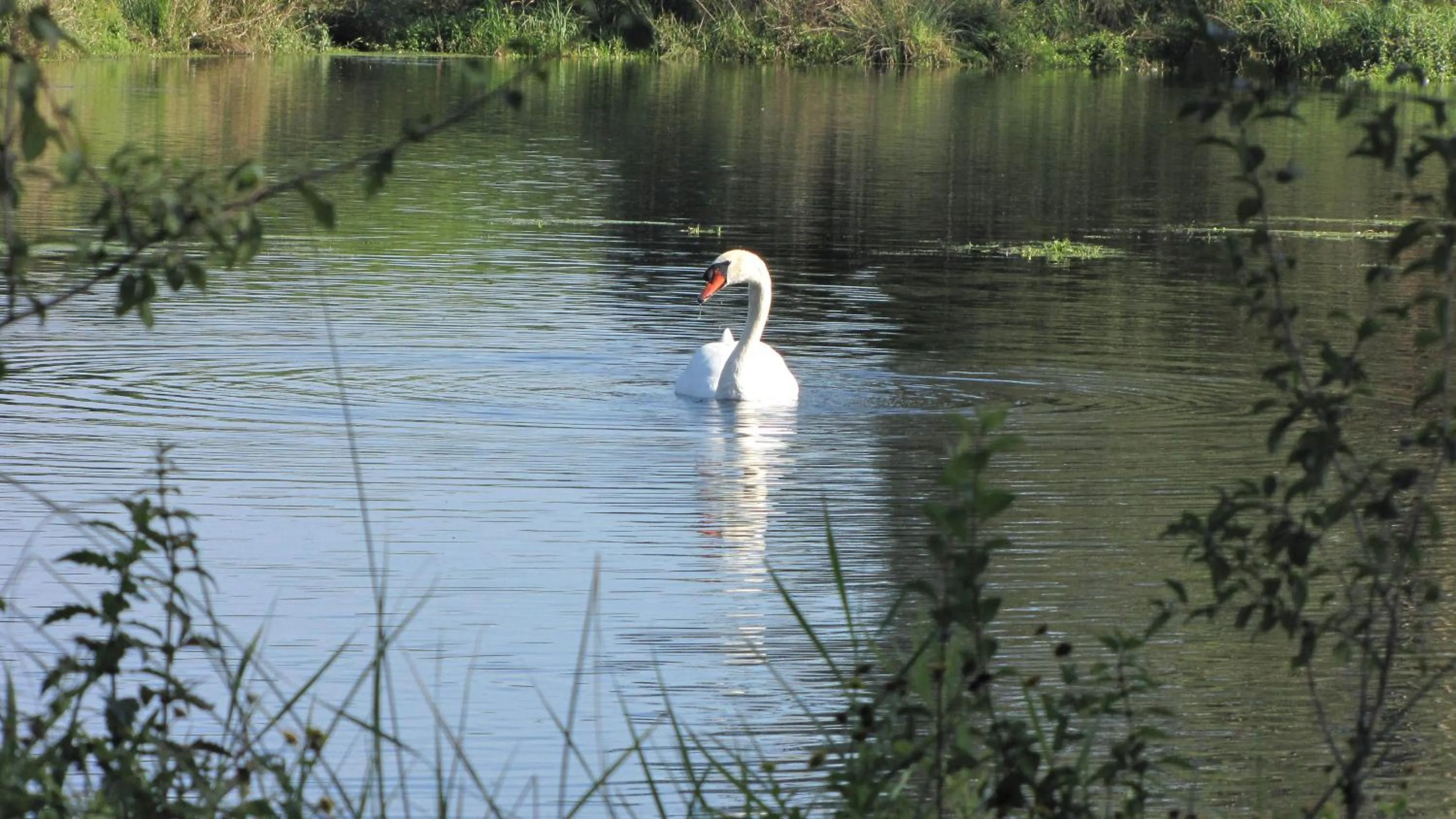 Garden in Hotel Le Caballin