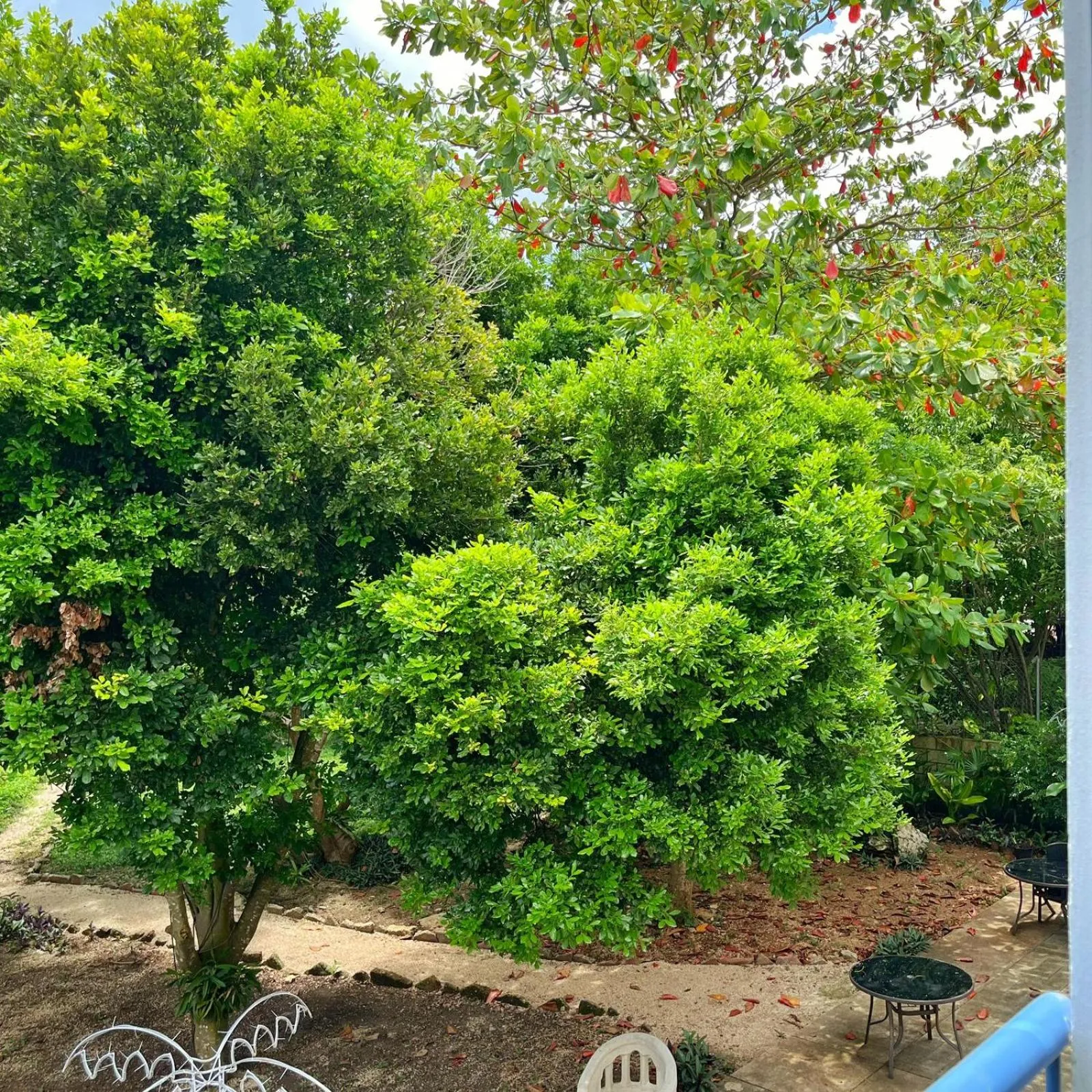 Garden view in Gran Jaguar Hotel