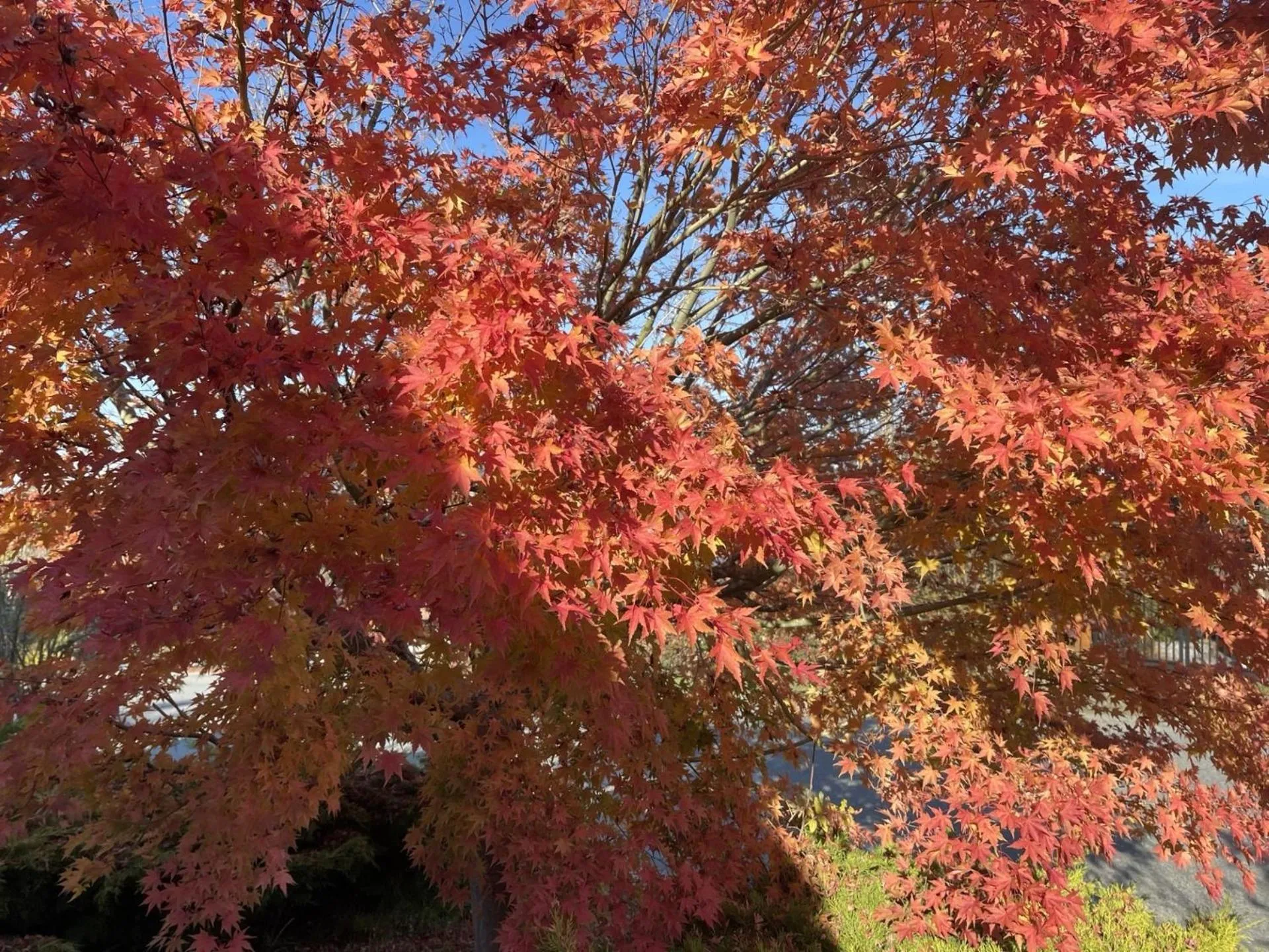 View (from property/room) in Holiday House Motel