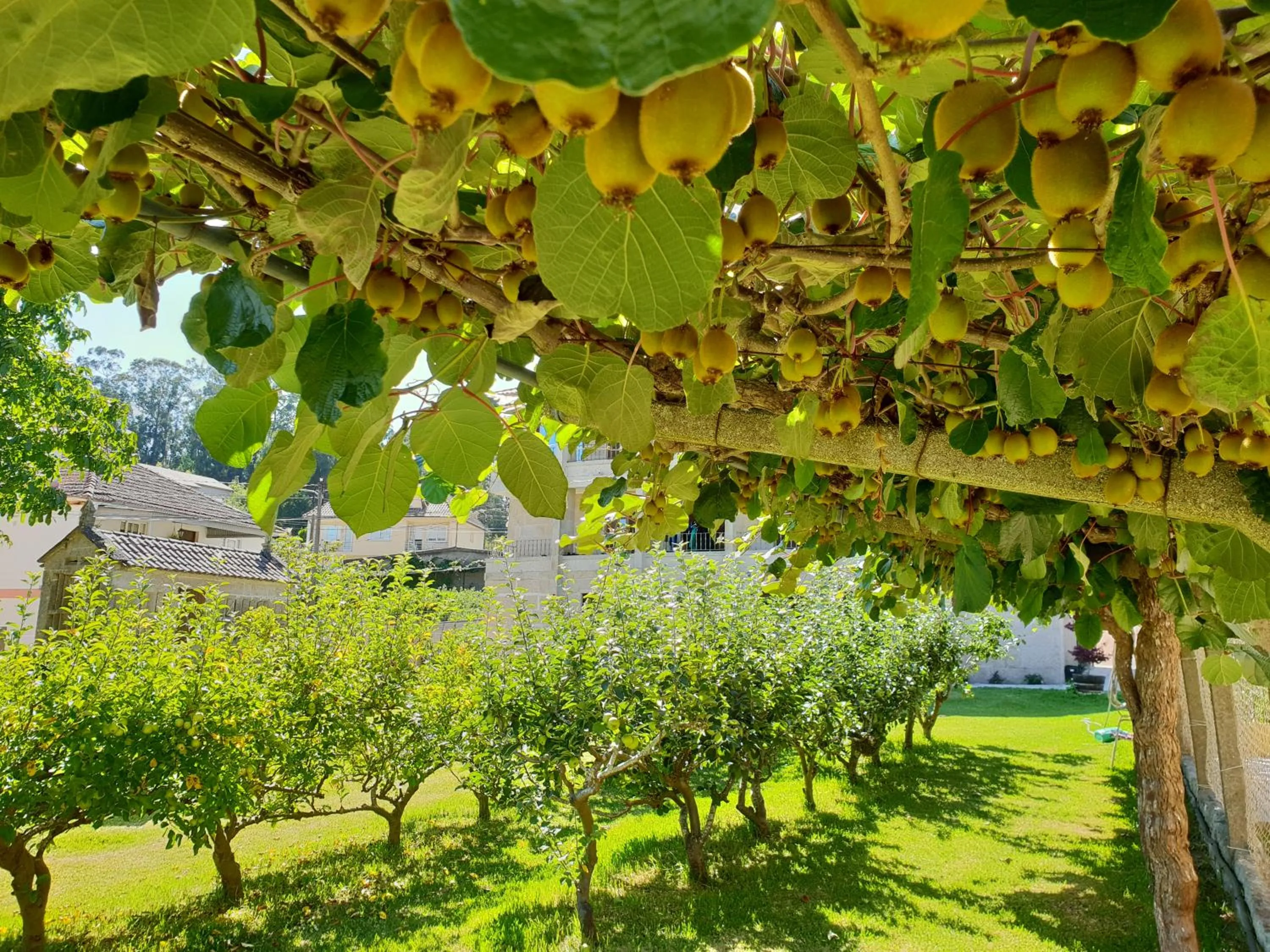 Garden in Apartamentos Ria de Aldan