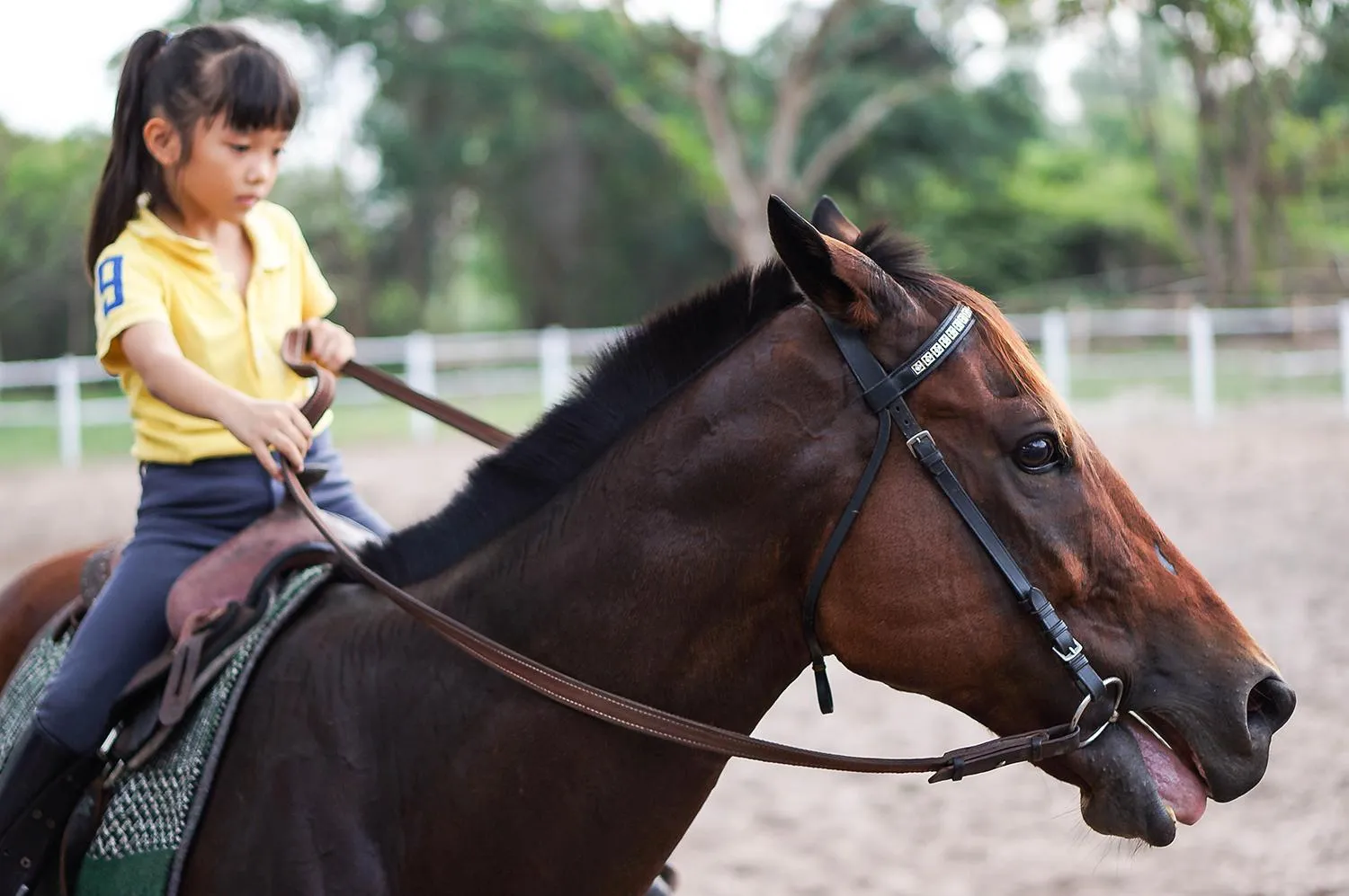 Horse-riding in Tri-Shawa Resort