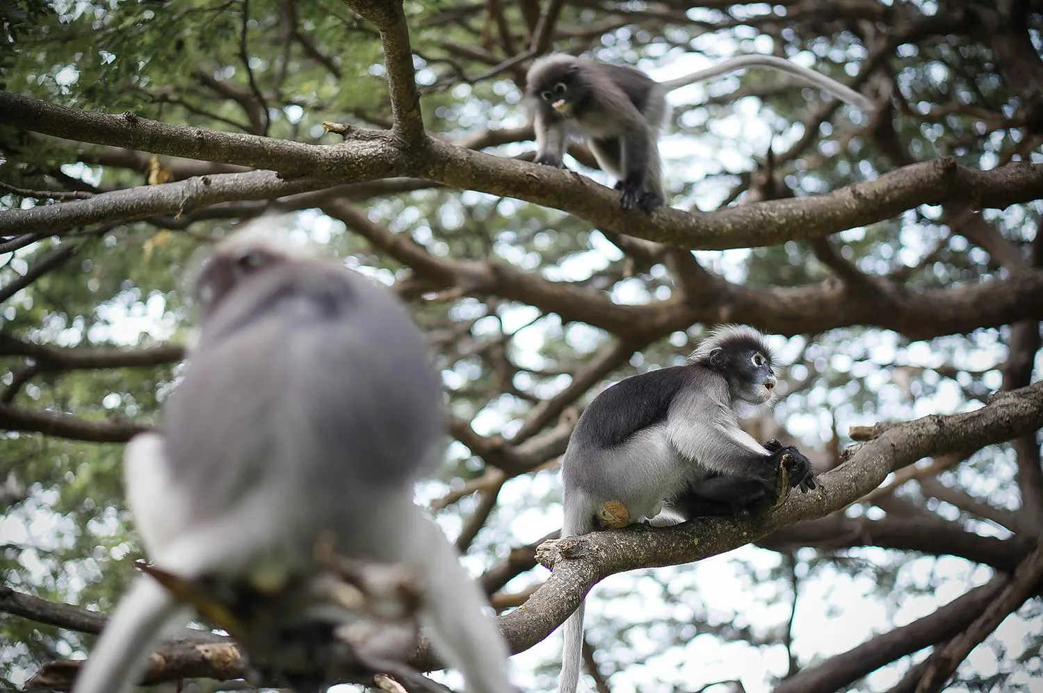 Animals in Tri-Shawa Resort