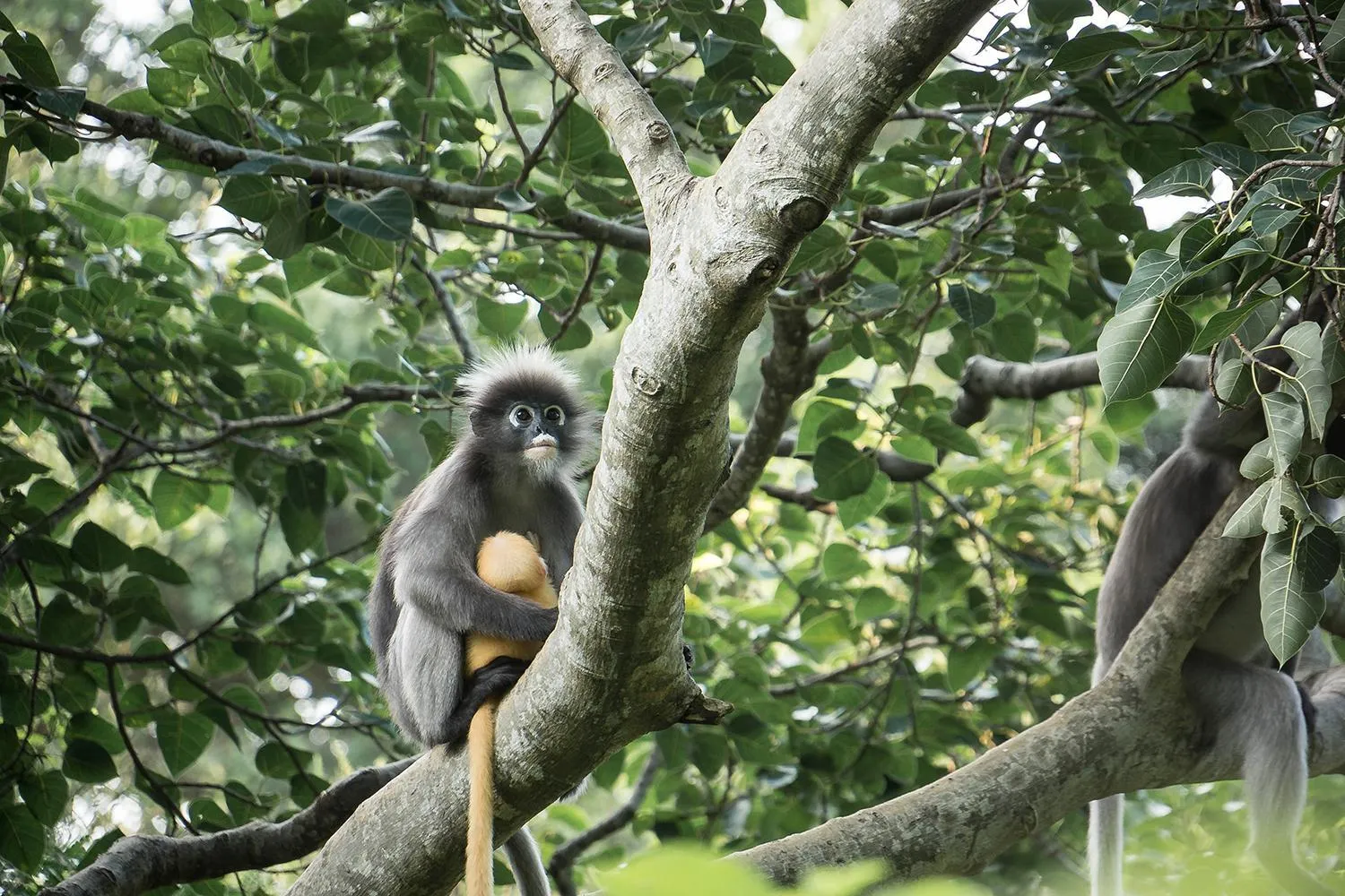 Animals in Tri-Shawa Resort