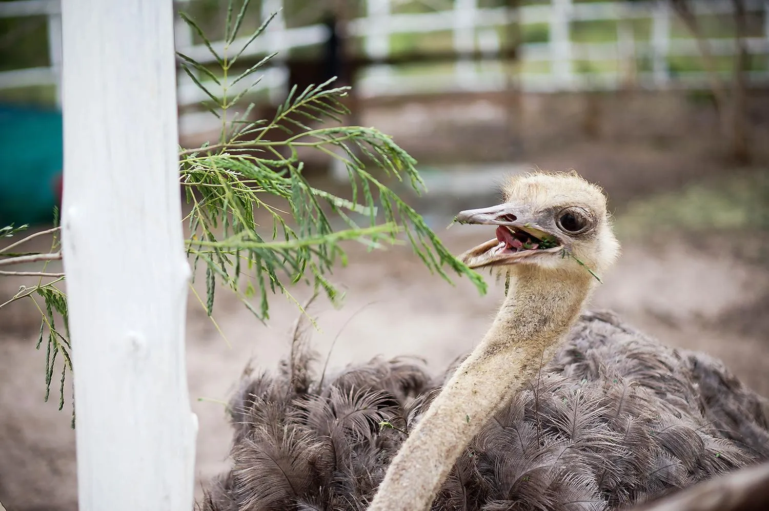 Animals in Tri-Shawa Resort