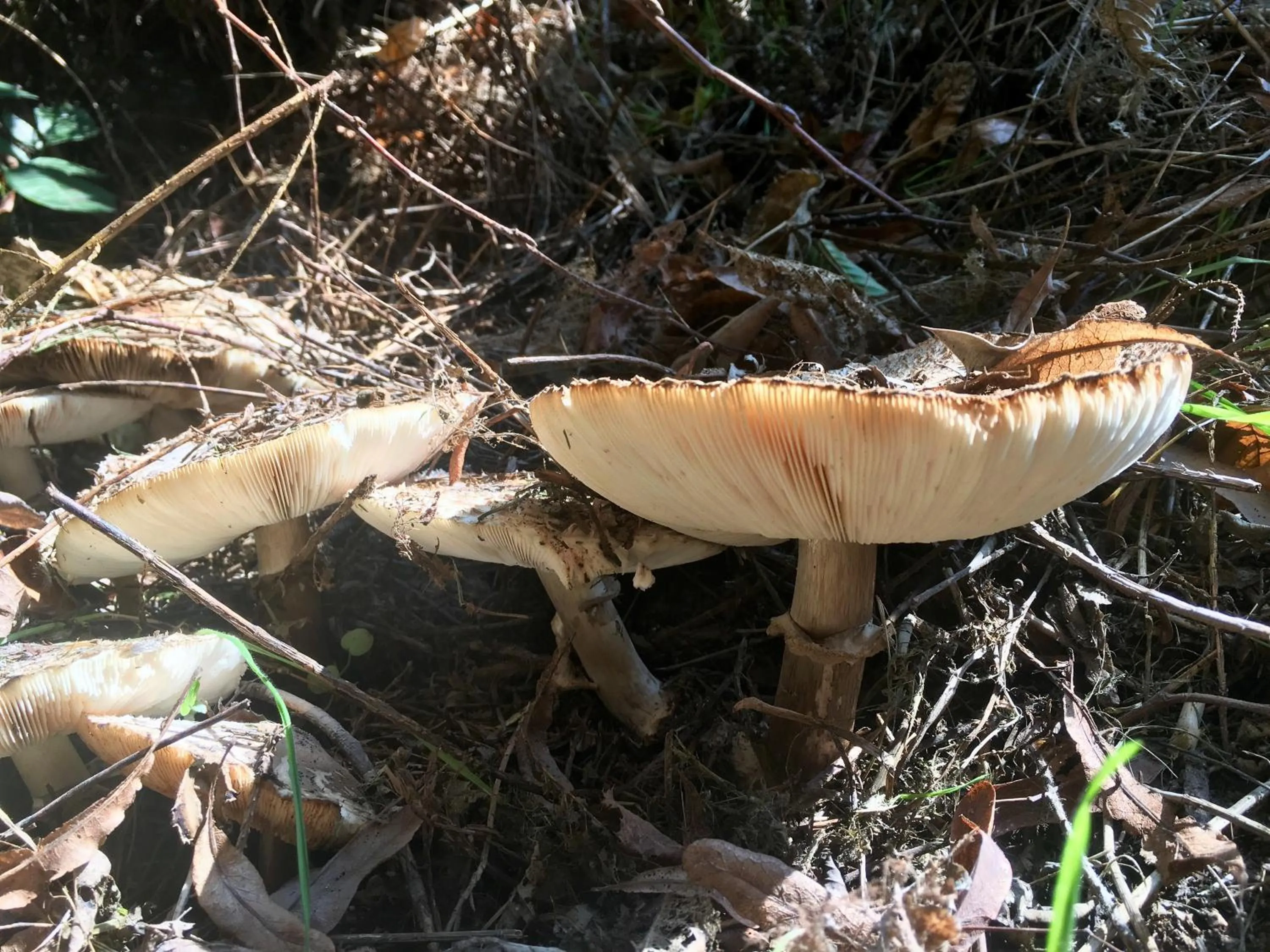 Natural landscape in akemi b&b