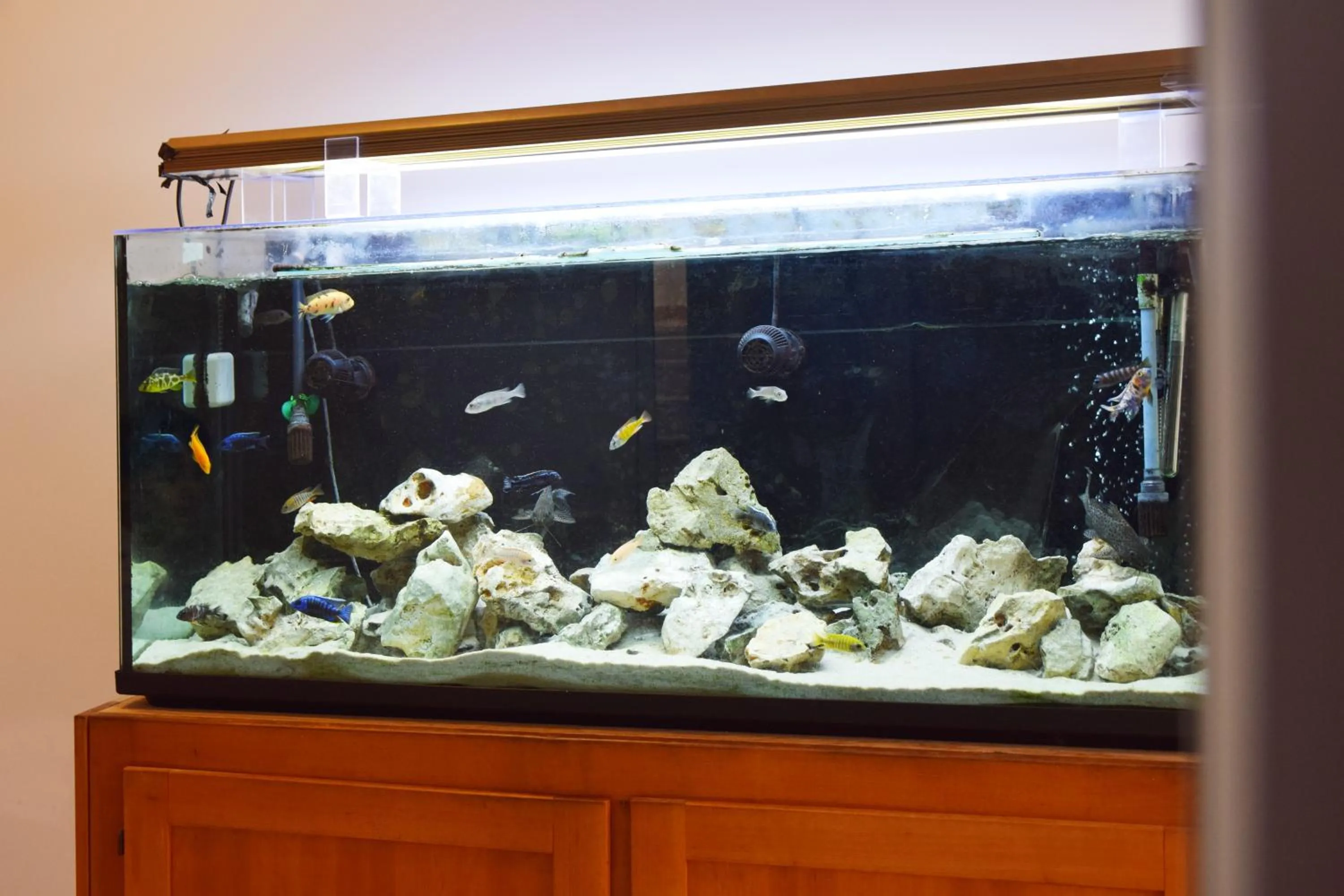 Restaurant/places to eat in Hotel La Siesta