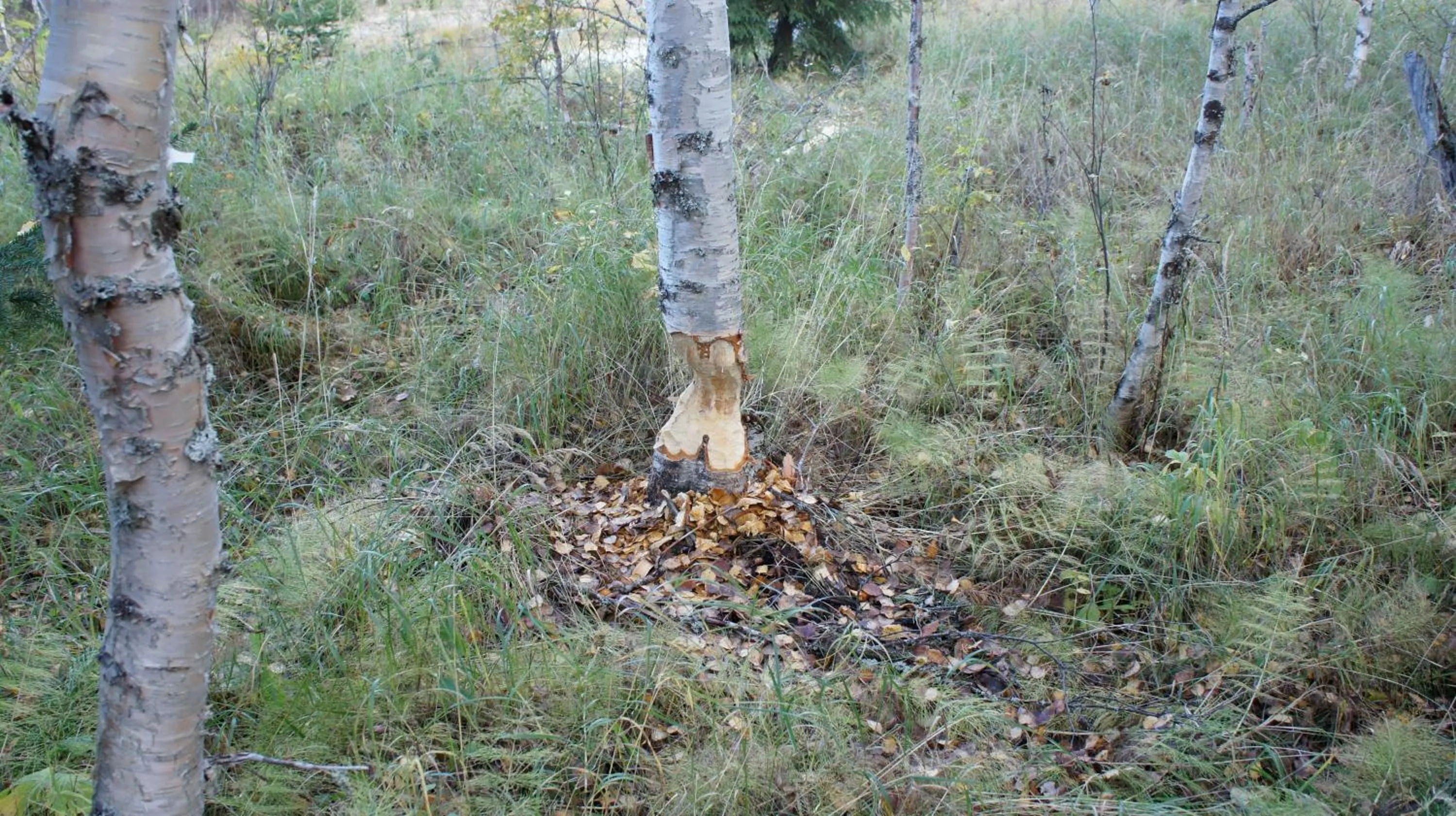 Other in Hotell Vindelngallerian