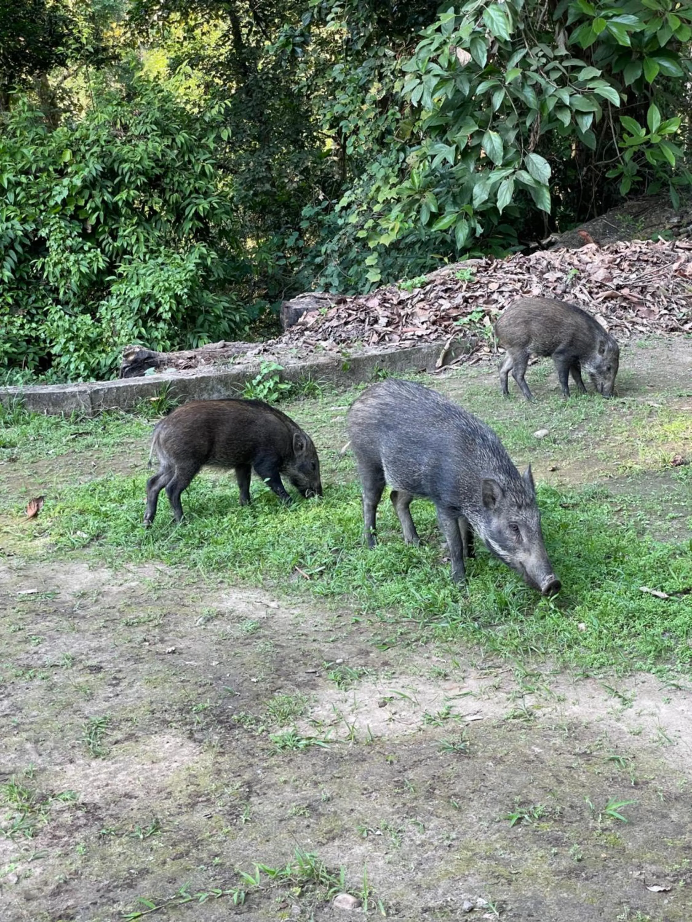 Animals in Hotel Chitwan Park Village