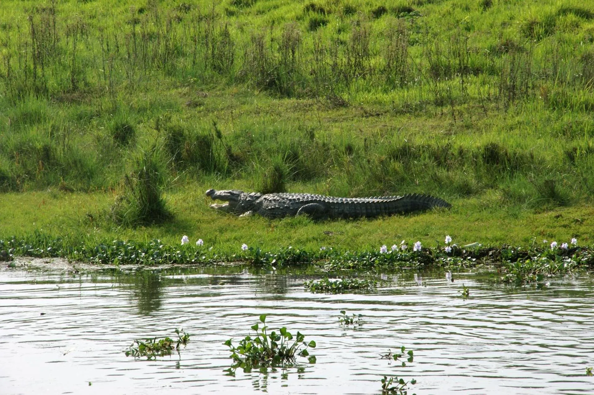 Natural landscape in Hotel Chitwan Park Village