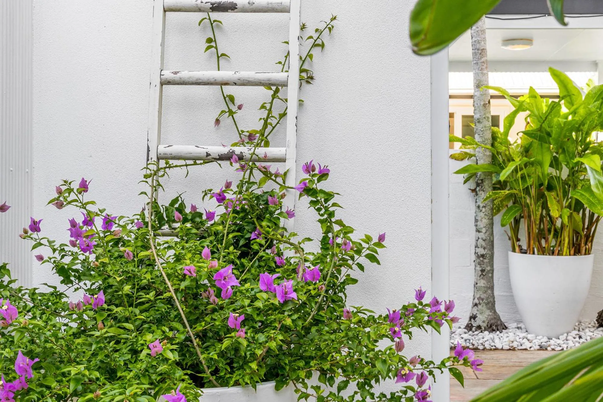 Garden in Azur Byron Bay