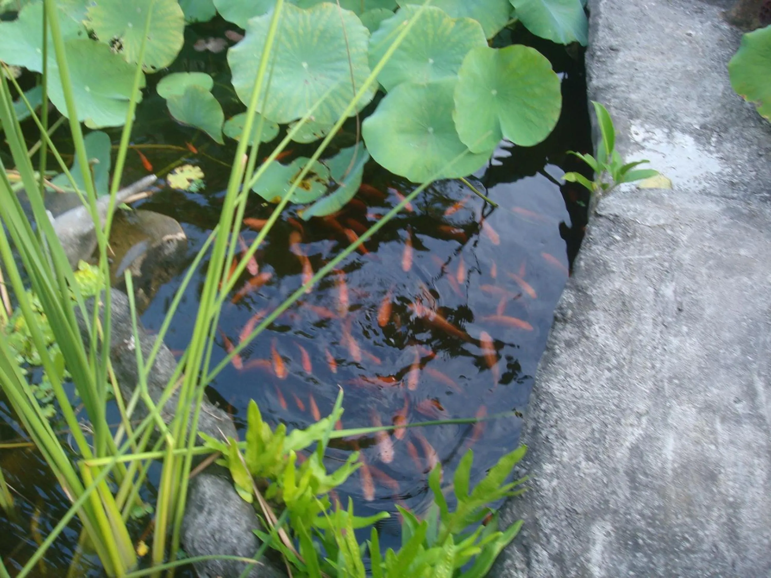 Garden in Villa Arjuna