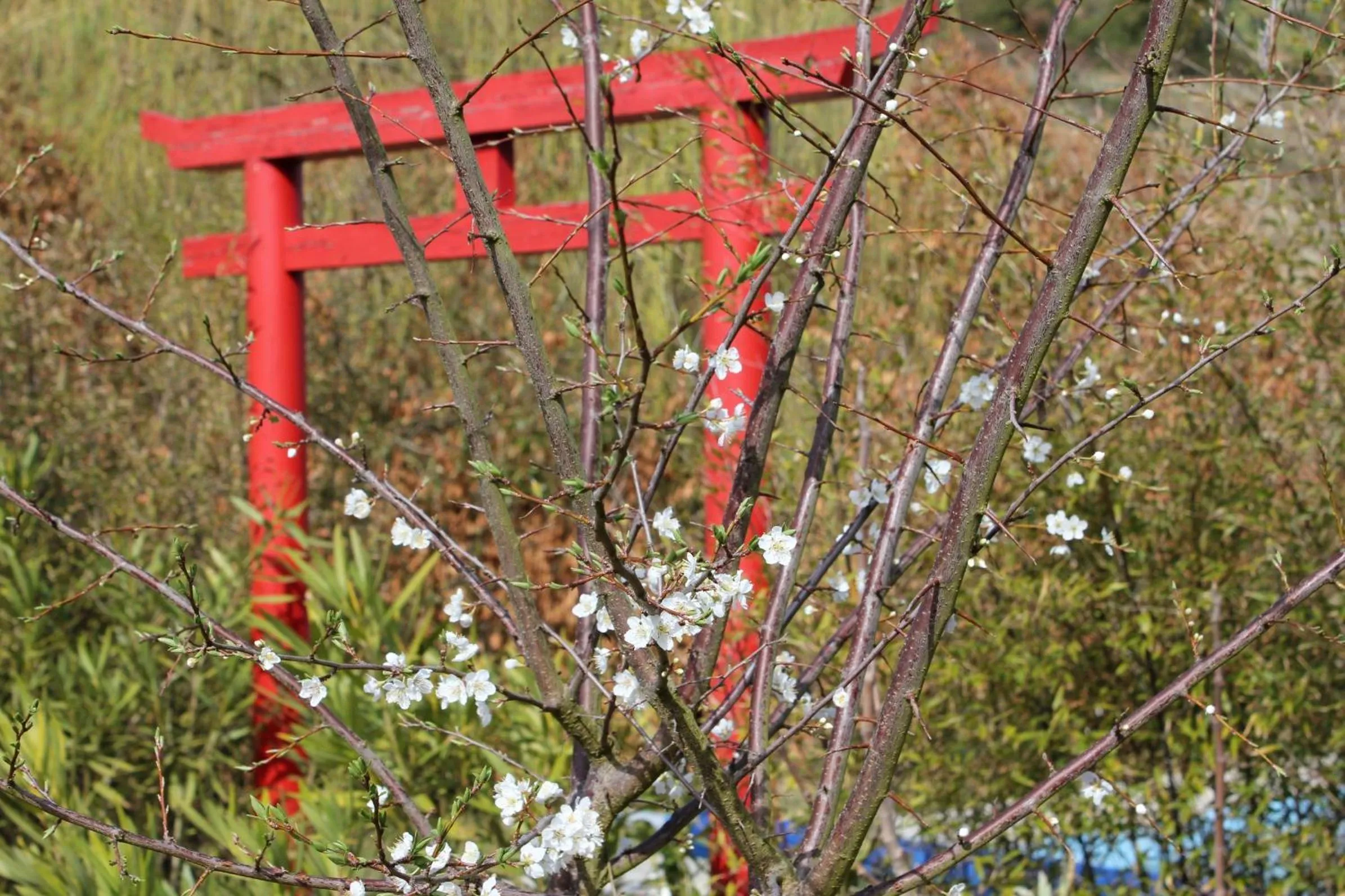 Spring in Quinta Japonesa
