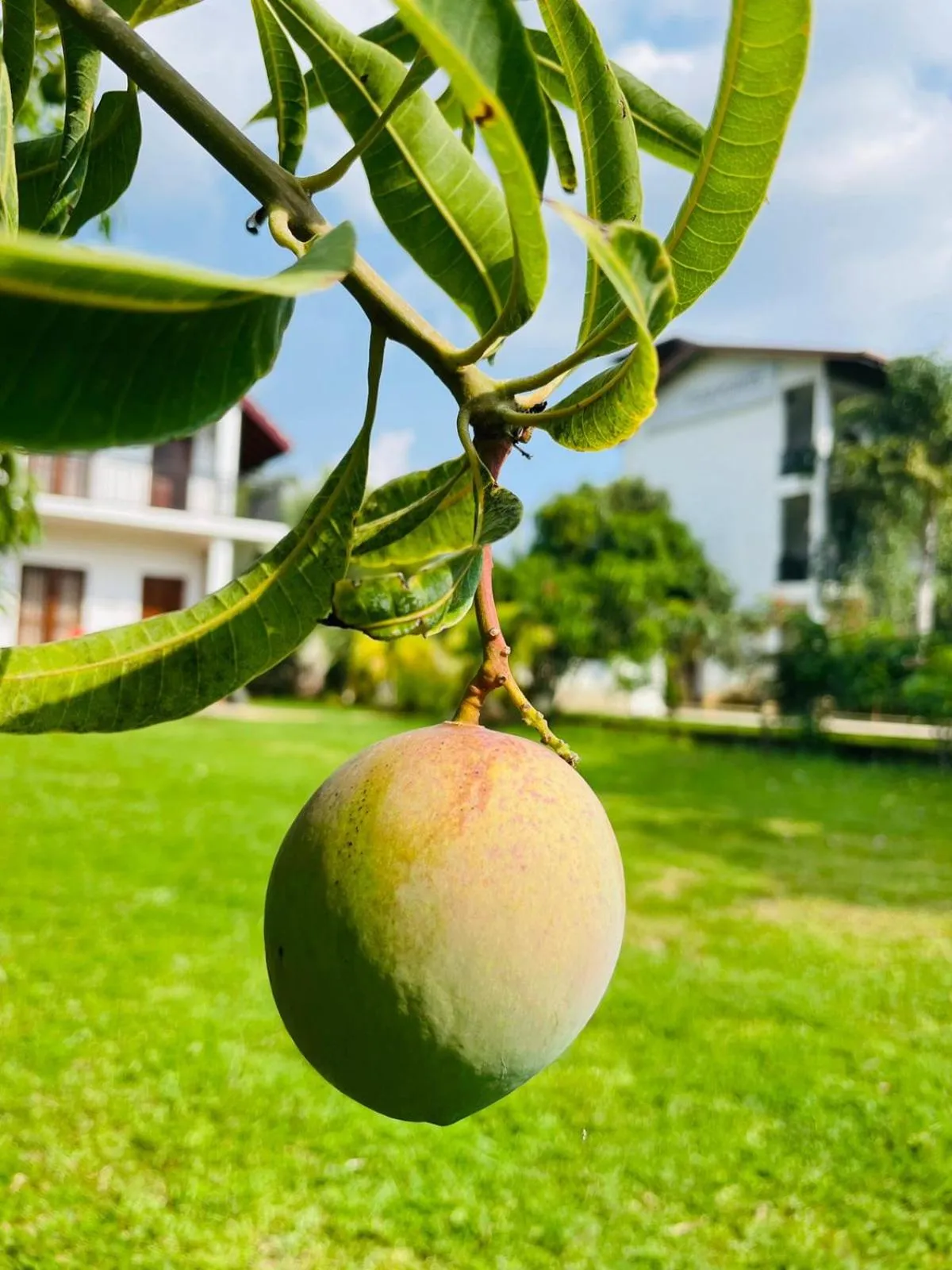 Garden in Four Points Resort - Anuradhapura
