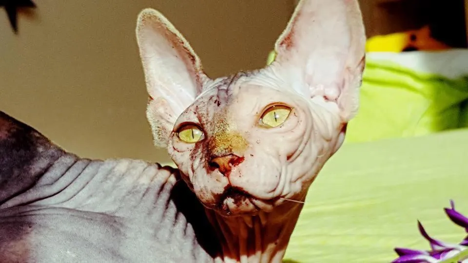 Pets in Hotel Laurin