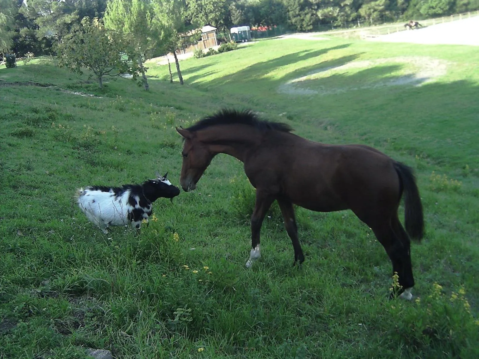 Erba Di Campo Residence