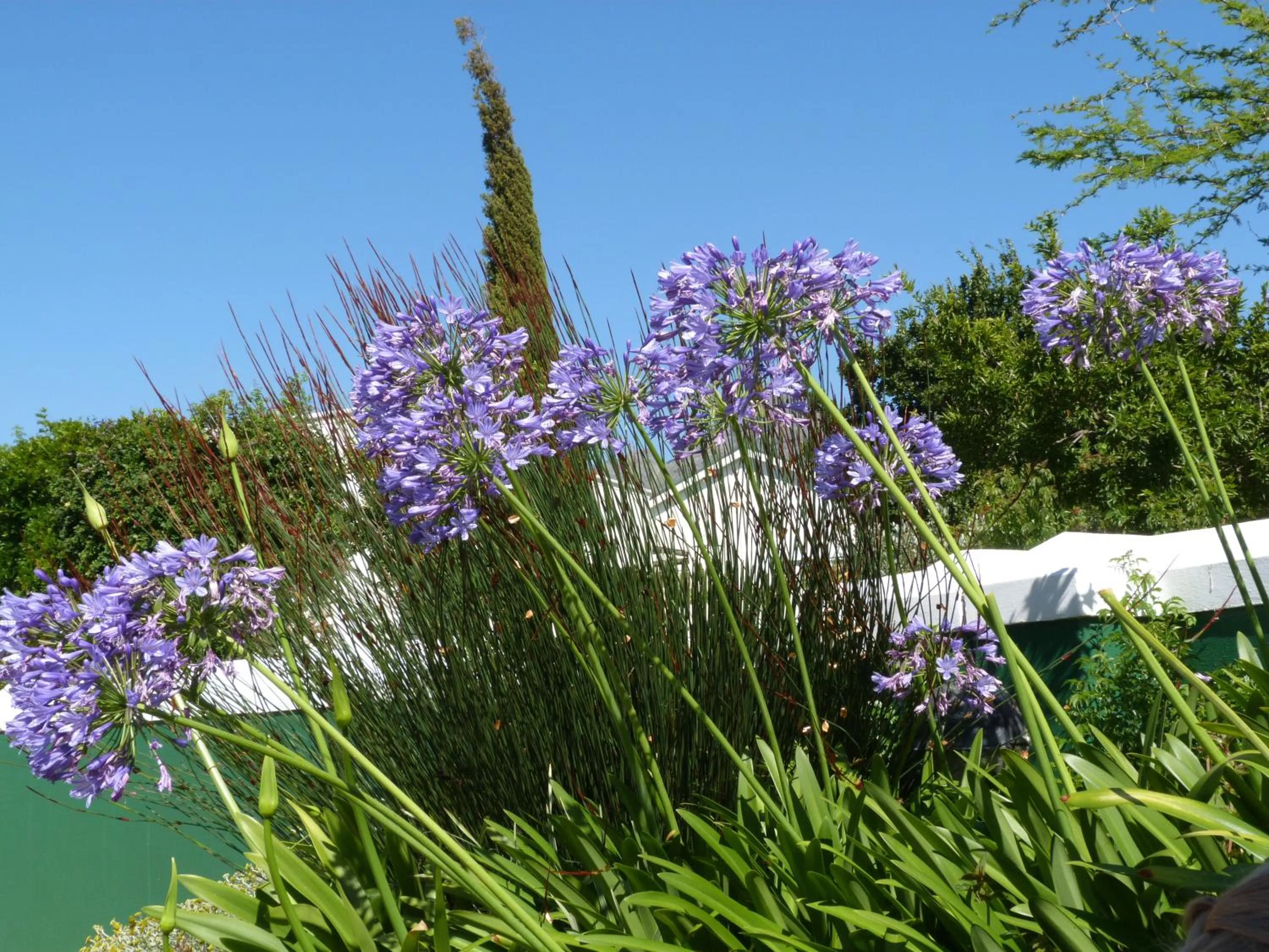 Garden in Eikendal Lodge