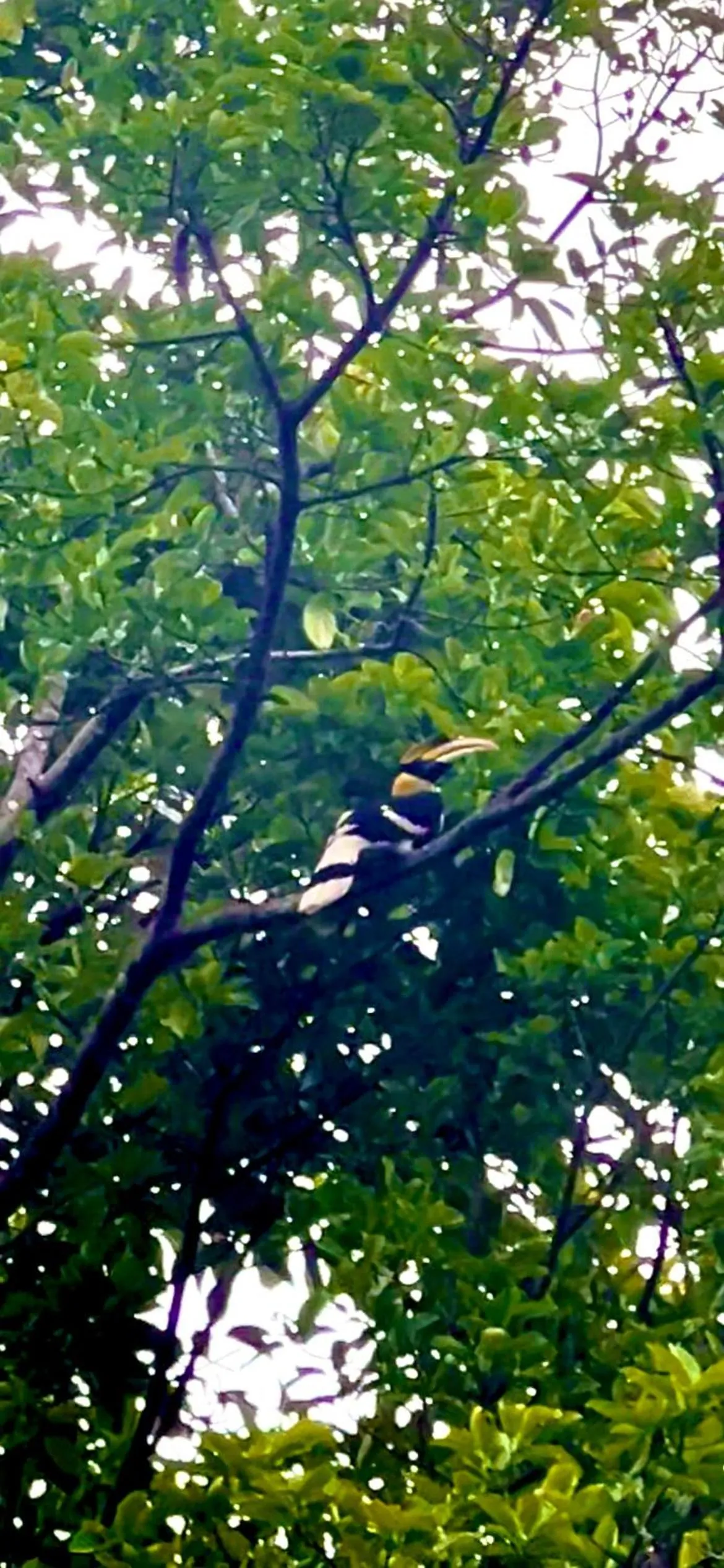 Garden in Tropical Paradise Leelawadee Resort