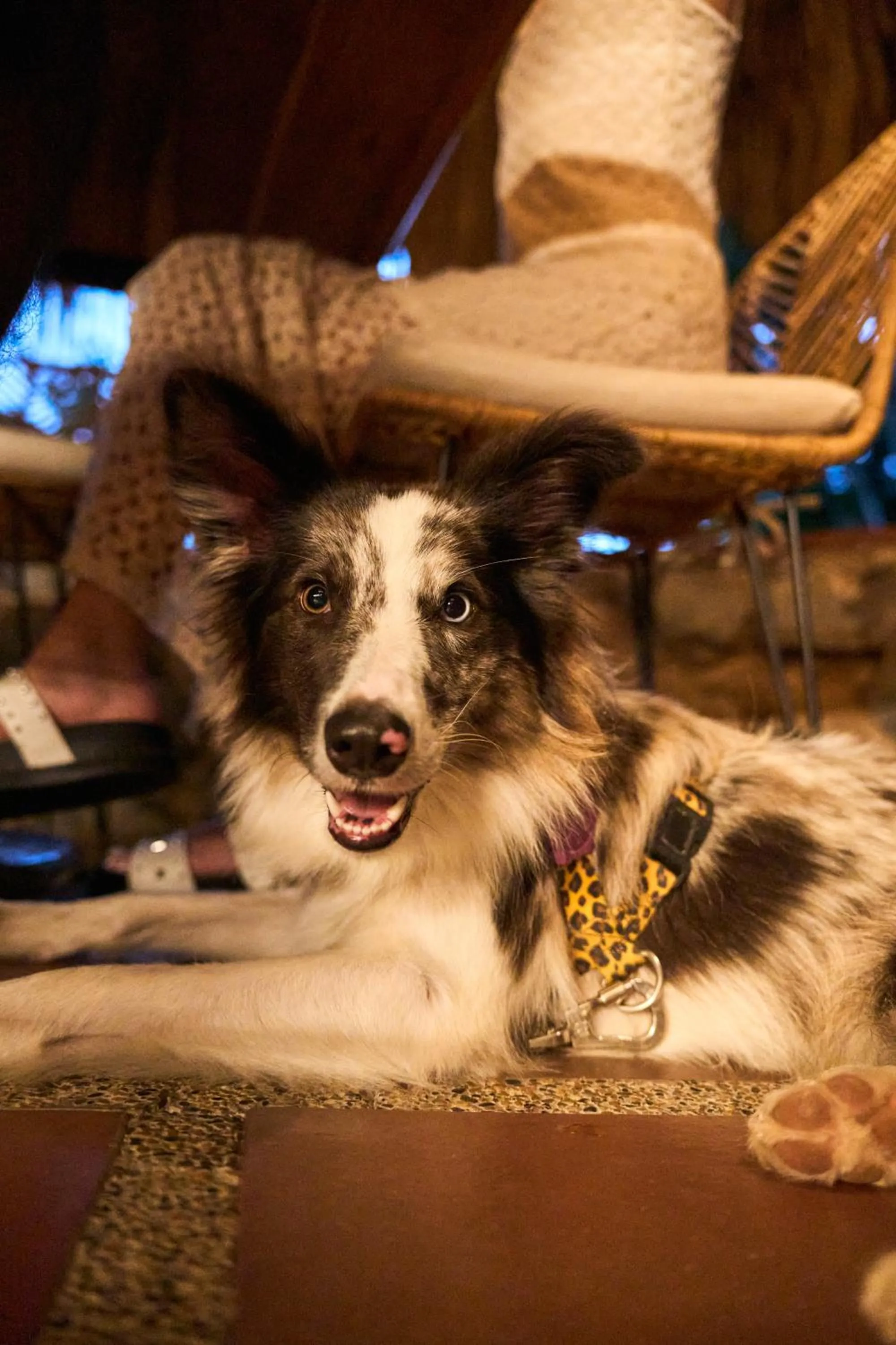 Pets in Hotel Quimbaya