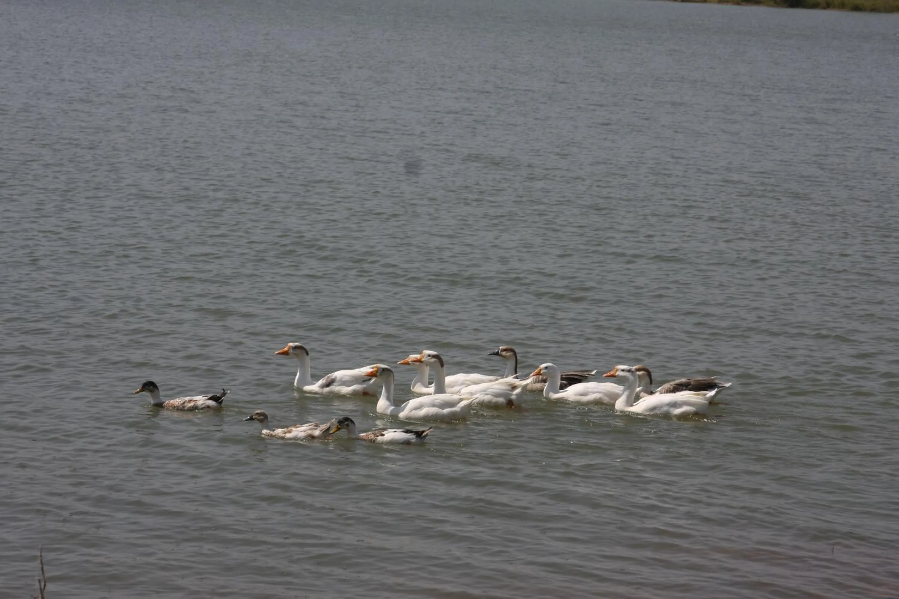Animals in jüSTa Lake Nahargarh Palace, Chittorgarh