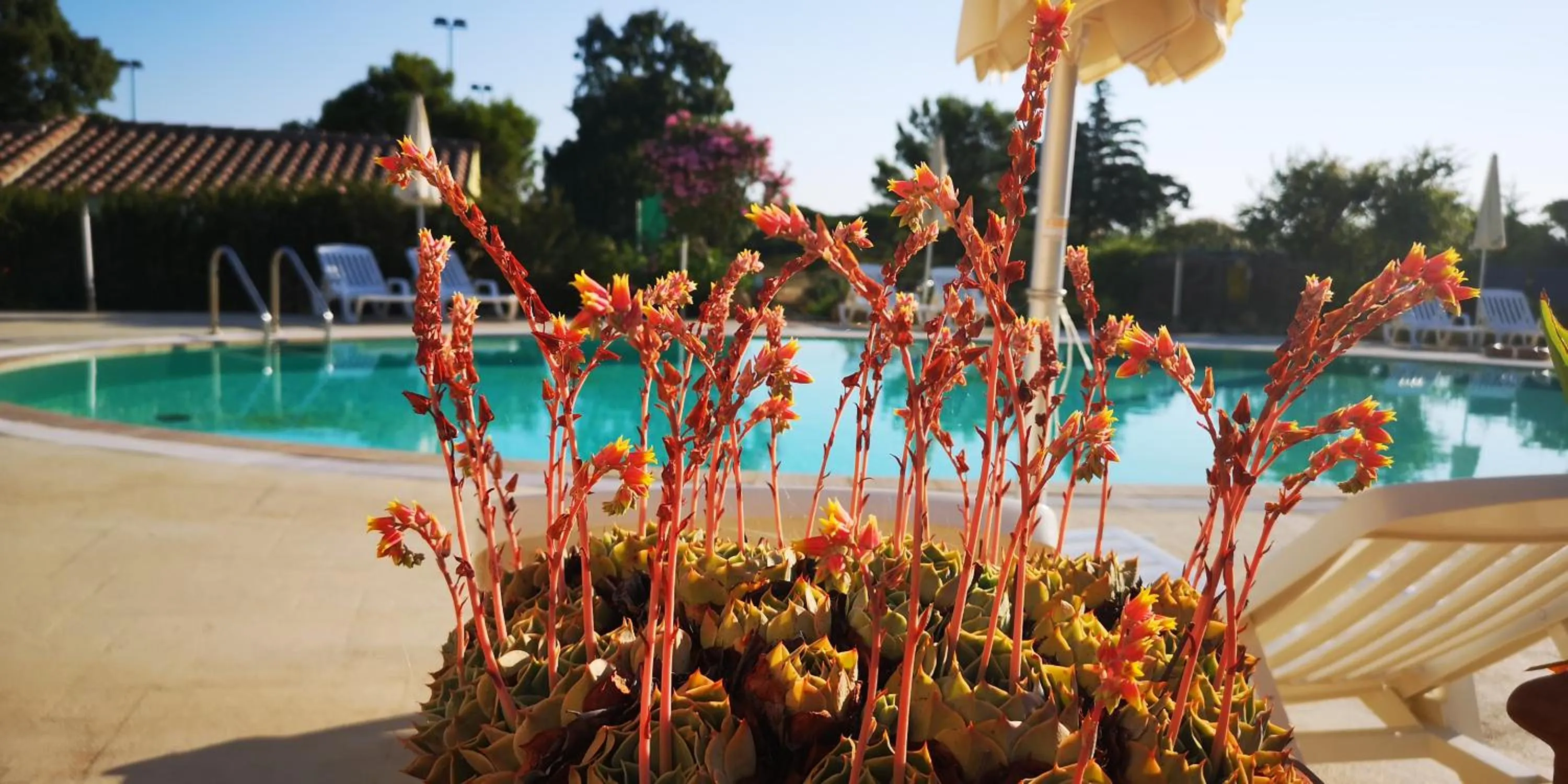 Swimming pool in Hotel Cala Mirto
