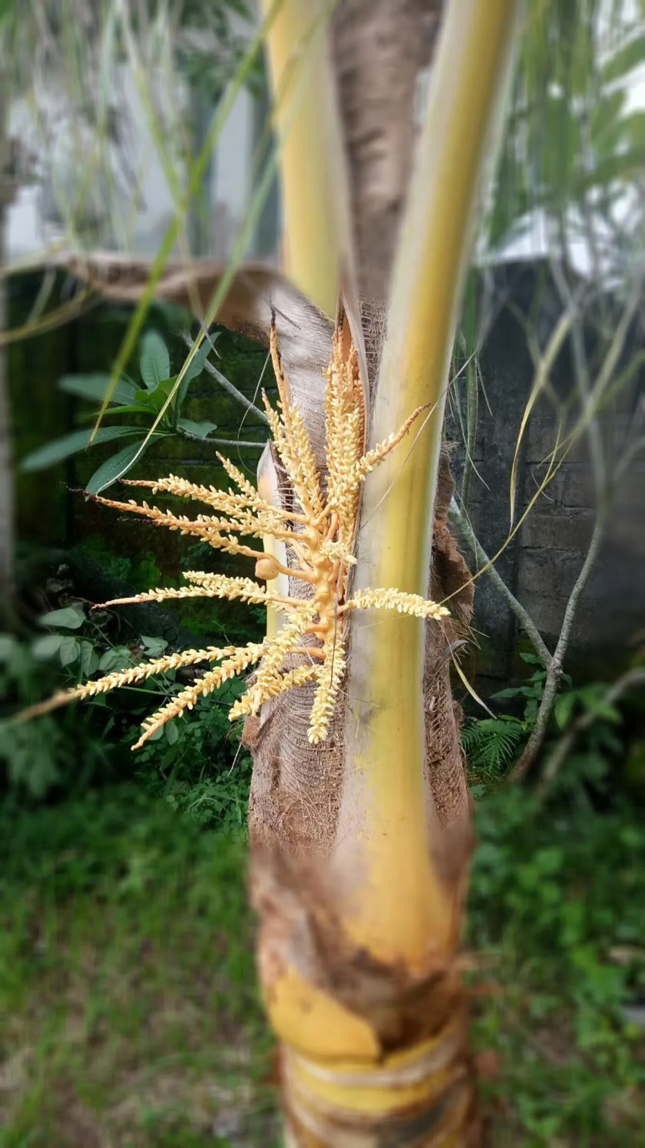 Medori Putih Homestay