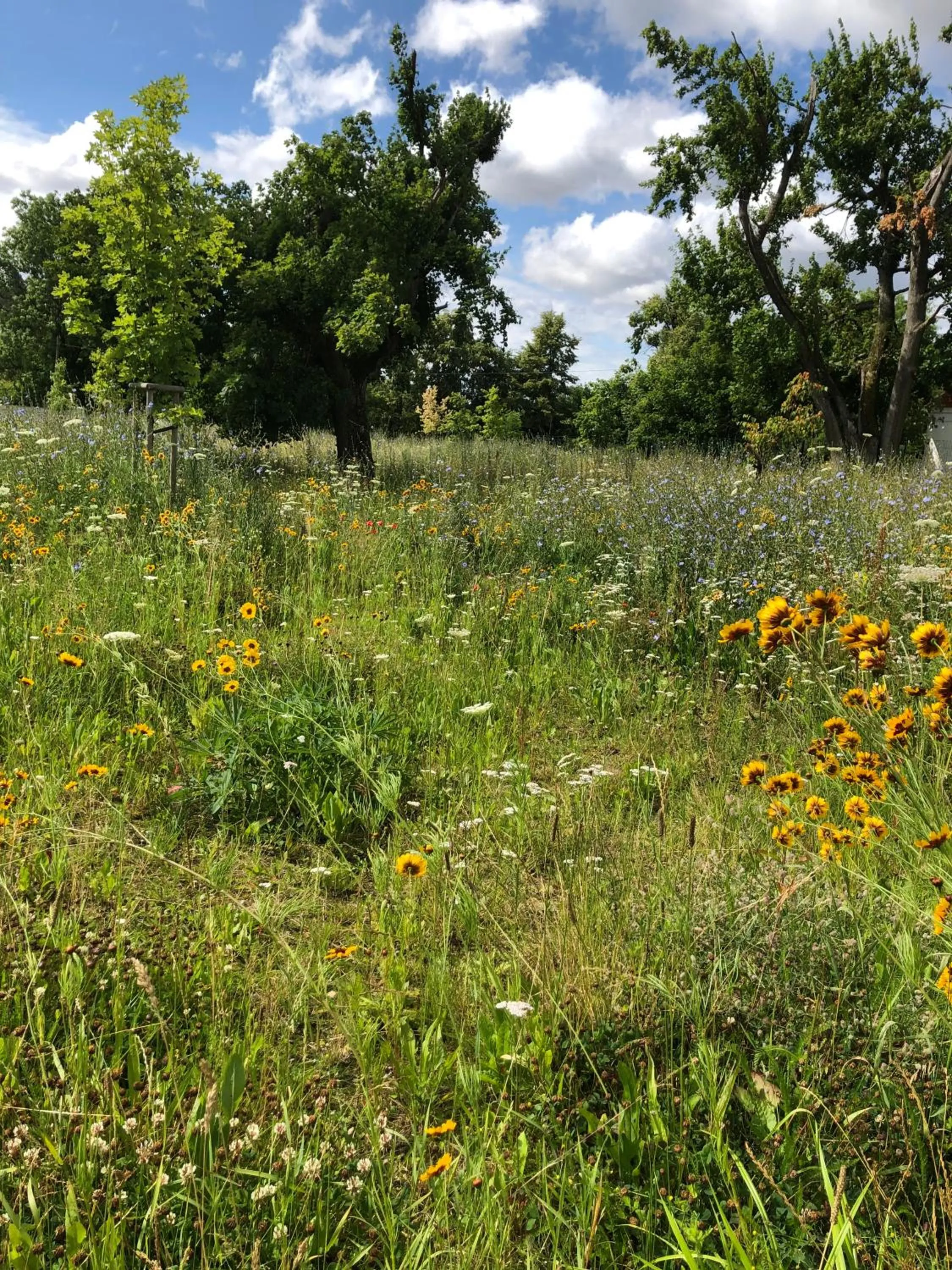 Spring in Pałac Komierowo